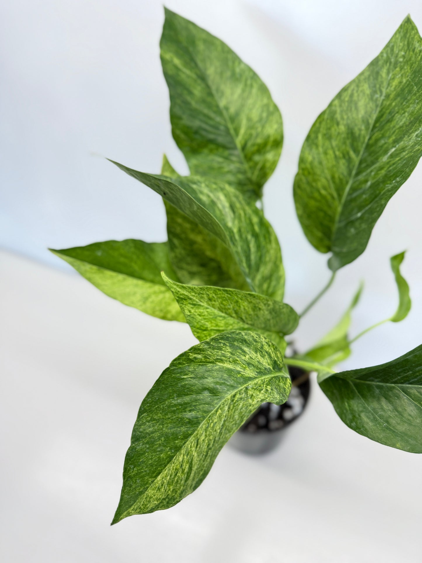 Epipremnum pinnatum 'Mint' Variegata - Best Pick of the Crop!
