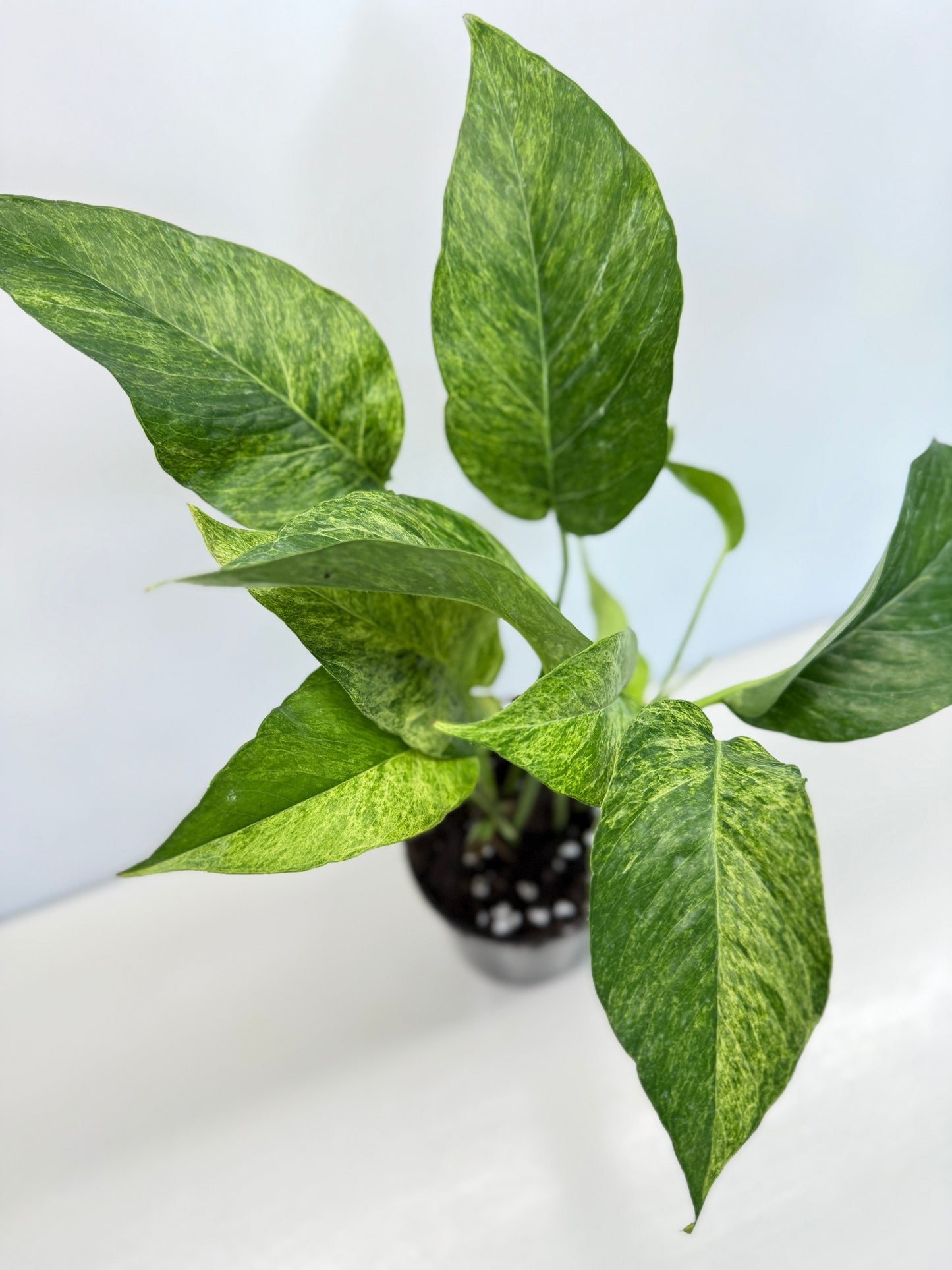 Epipremnum pinnatum 'Mint' Variegata - Best Pick of the Crop!