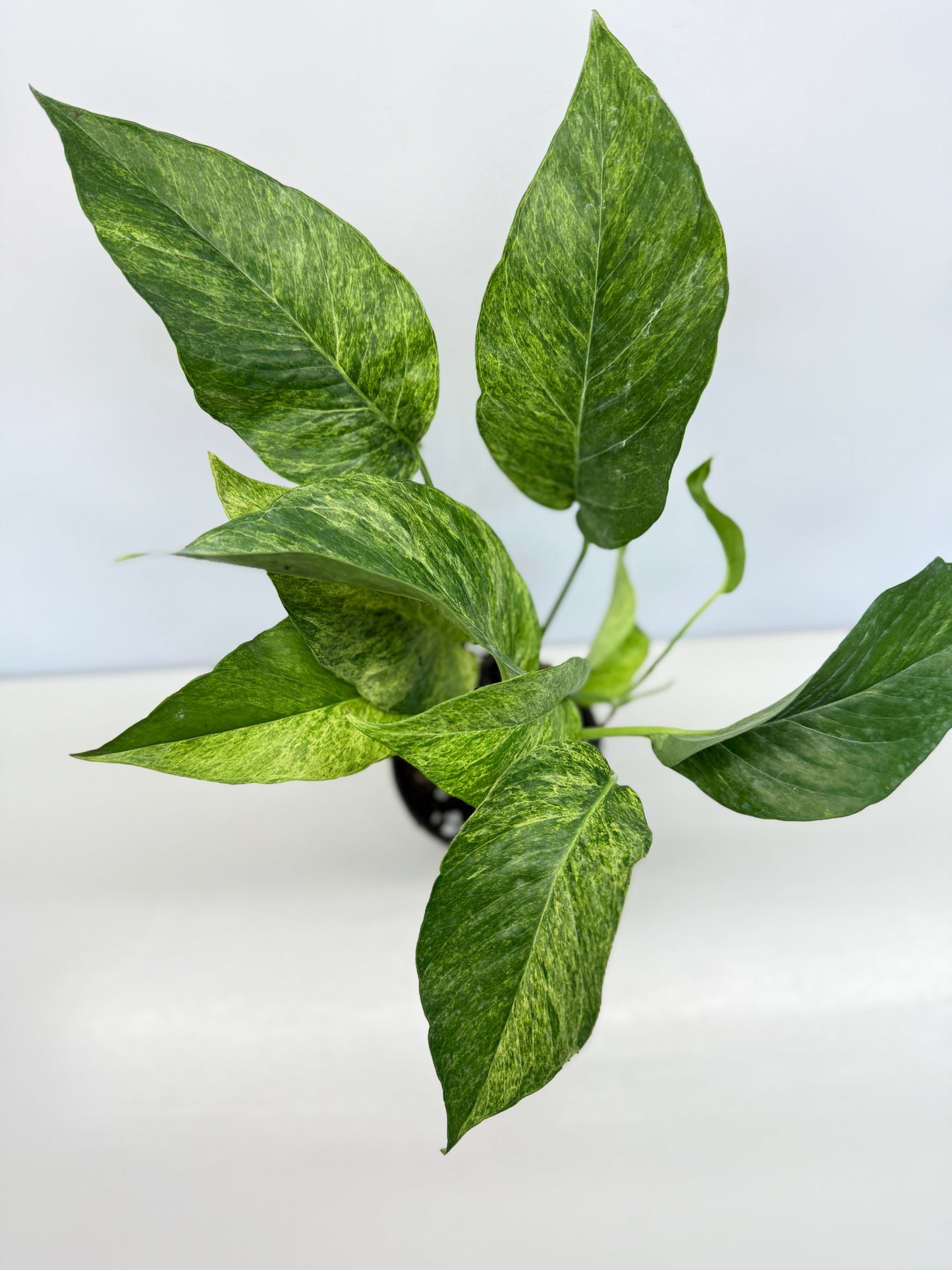 Epipremnum pinnatum 'Mint' Variegata - Best Pick of the Crop!