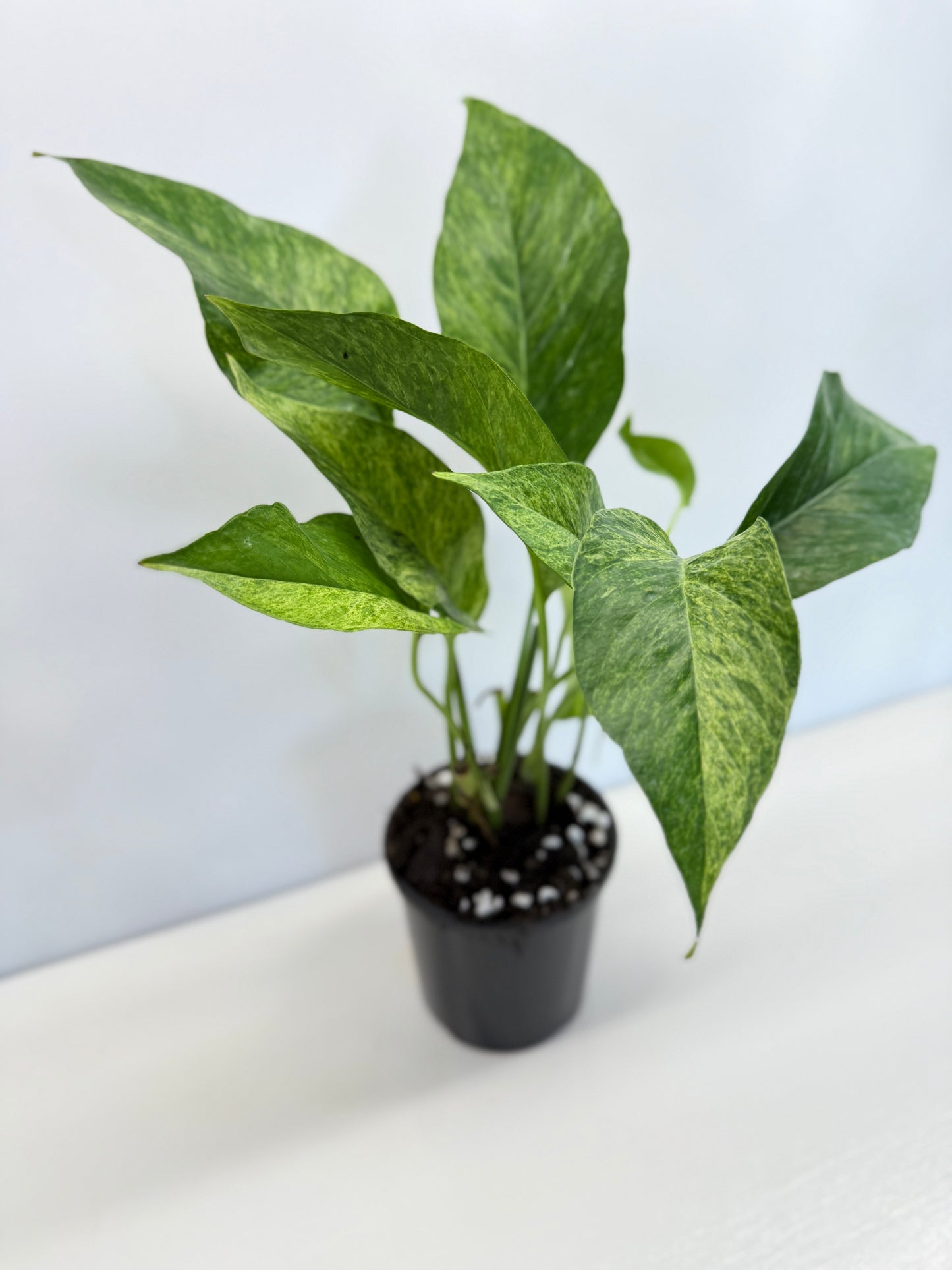Epipremnum pinnatum 'Mint' Variegata - Best Pick of the Crop!