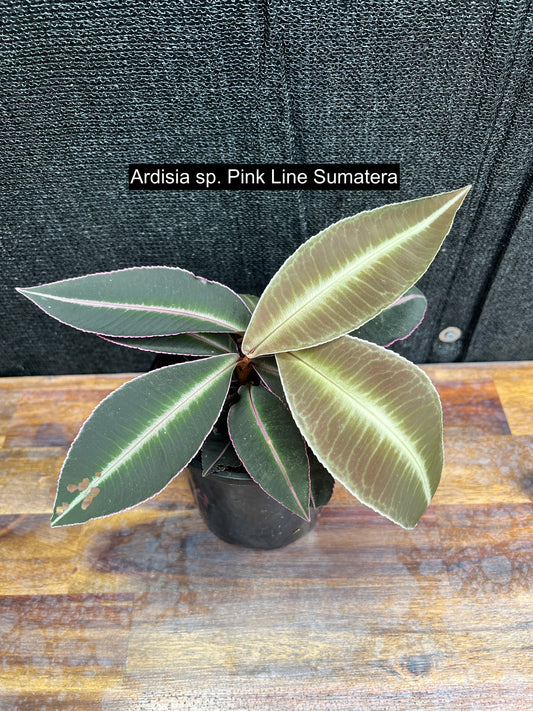 Ardisia sp. Pink Line Sumatera A4