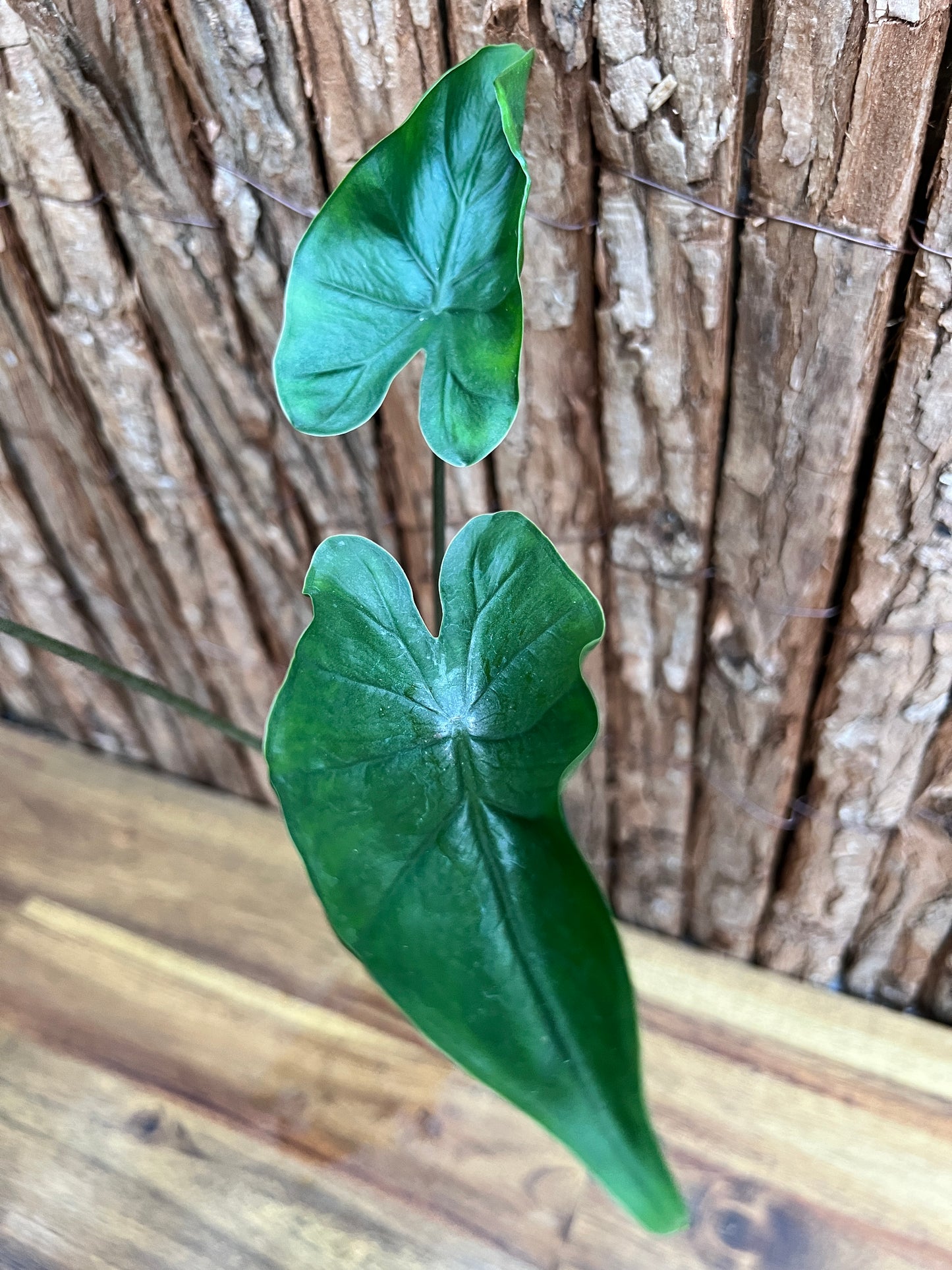 Alocasia Shock Treatment C197