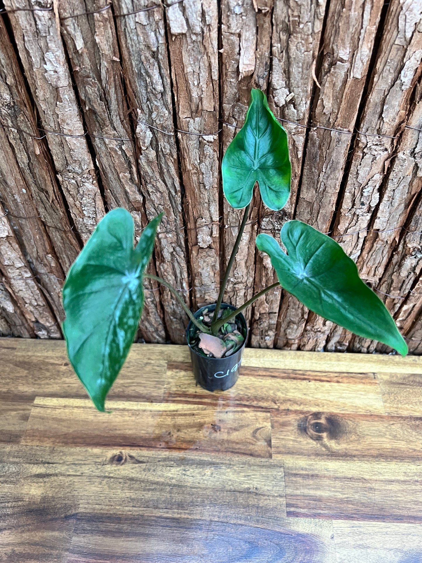 Alocasia Shock Treatment C197