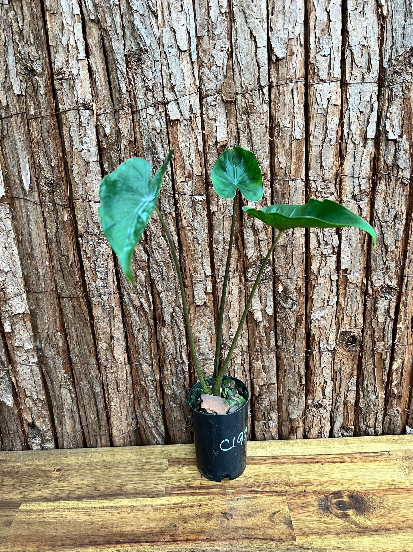 Alocasia Shock Treatment C197