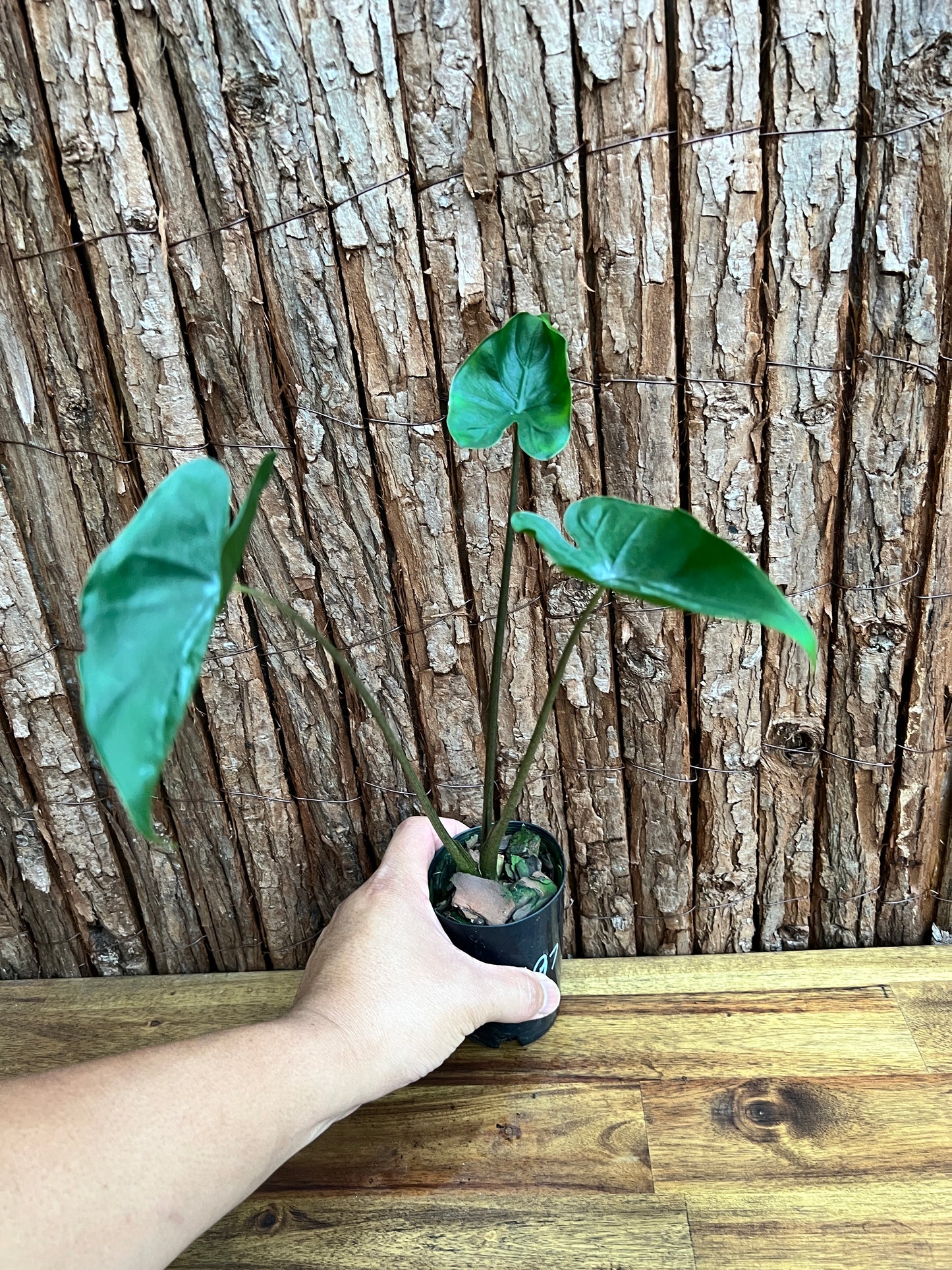 Alocasia Shock Treatment C197