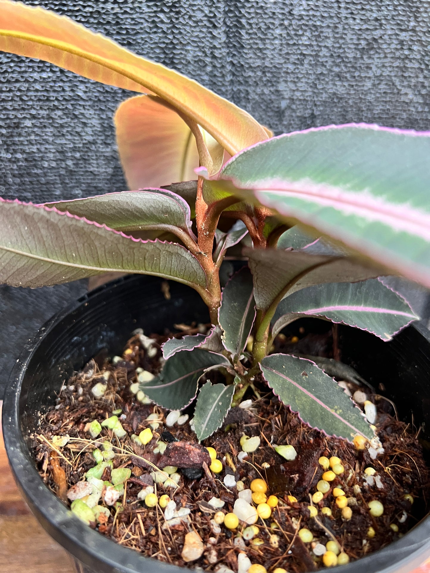 Ardisia sp. Pink Line Sumatera A4