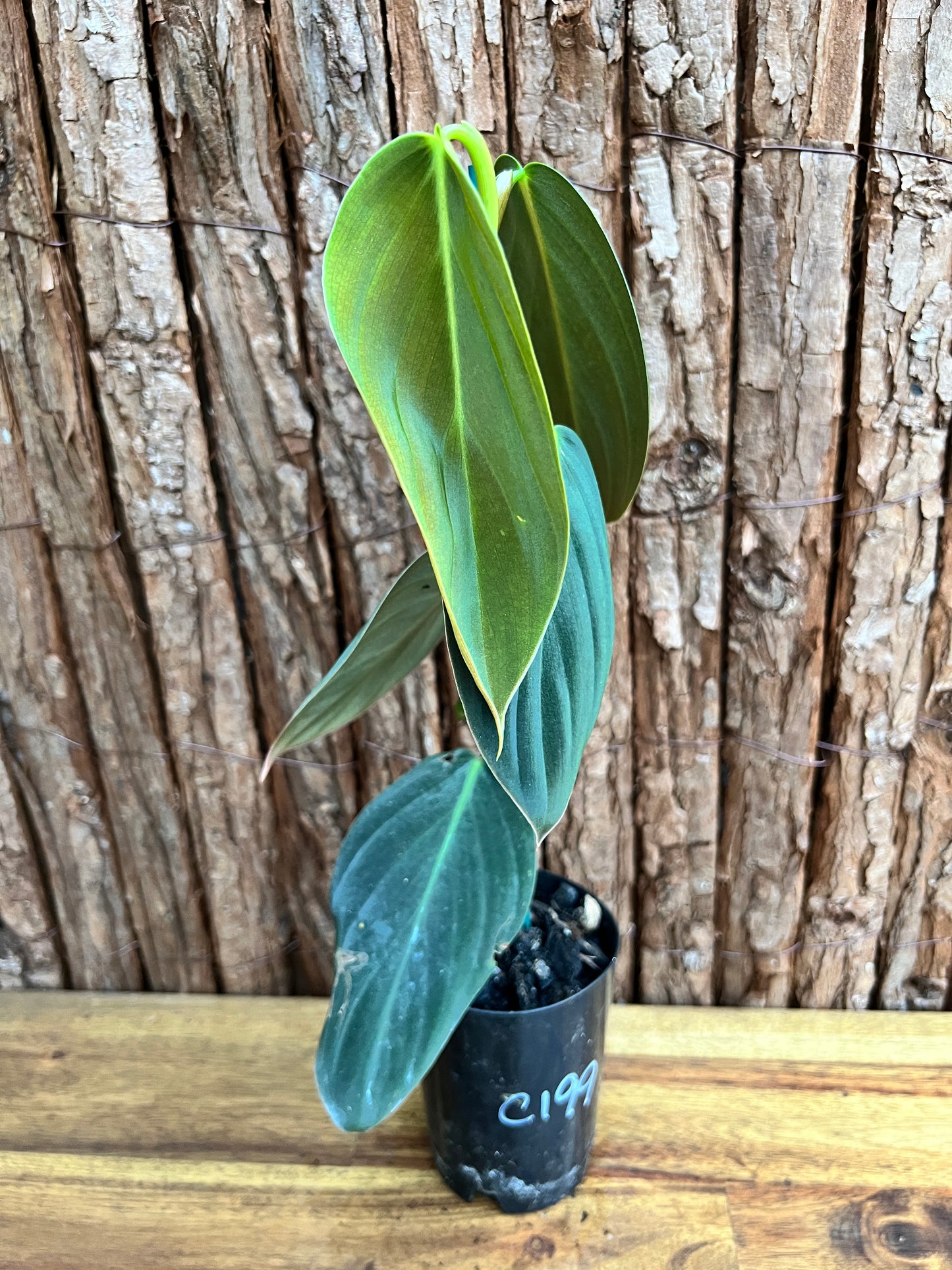 Philodendron Gigas C199