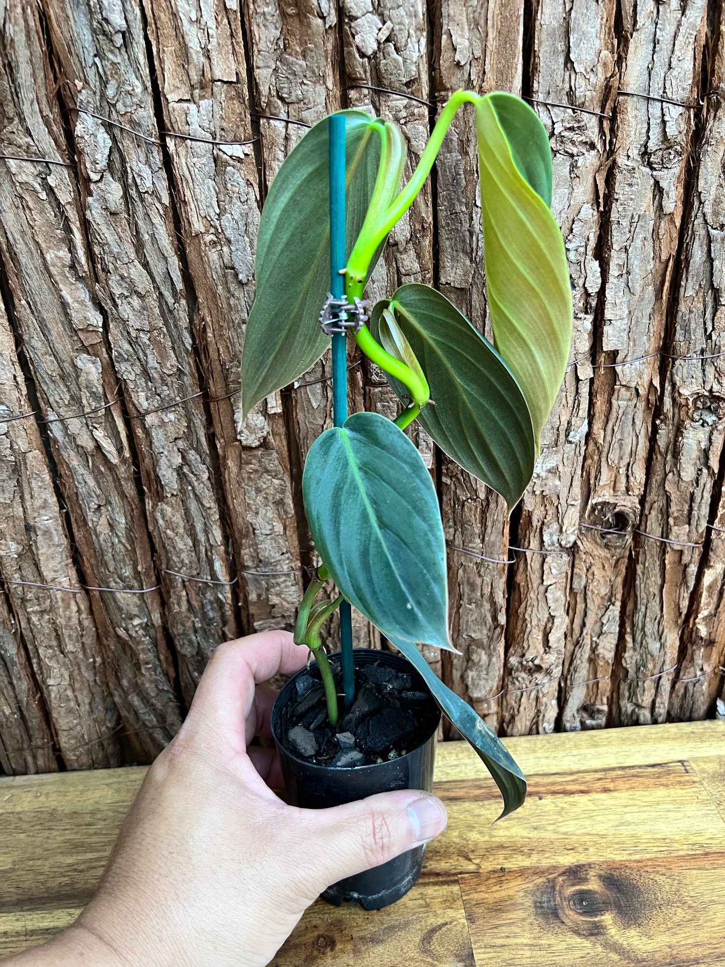 Philodendron Gigas C199