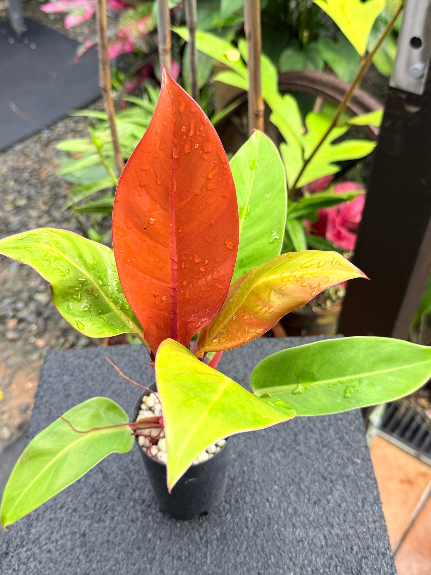 Philodendron 'Prince of Orange' K65