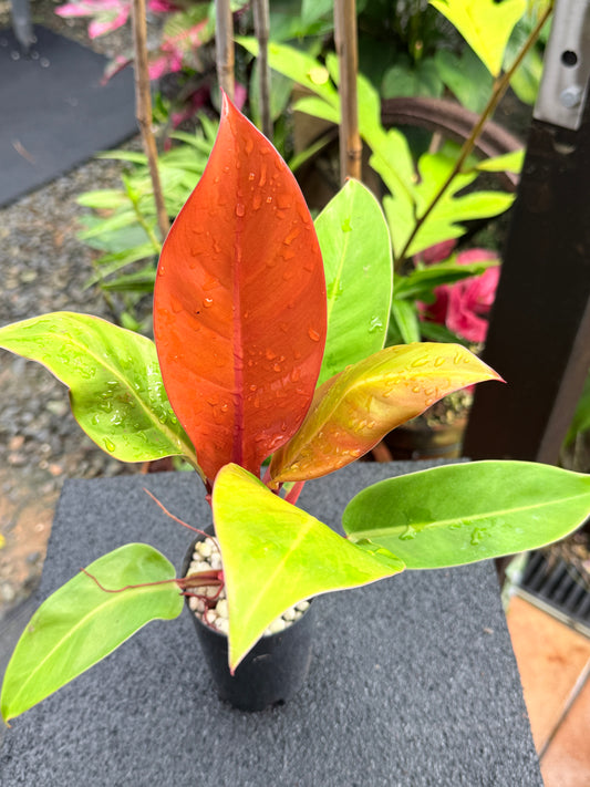 Philodendron 'Prince of Orange' K65