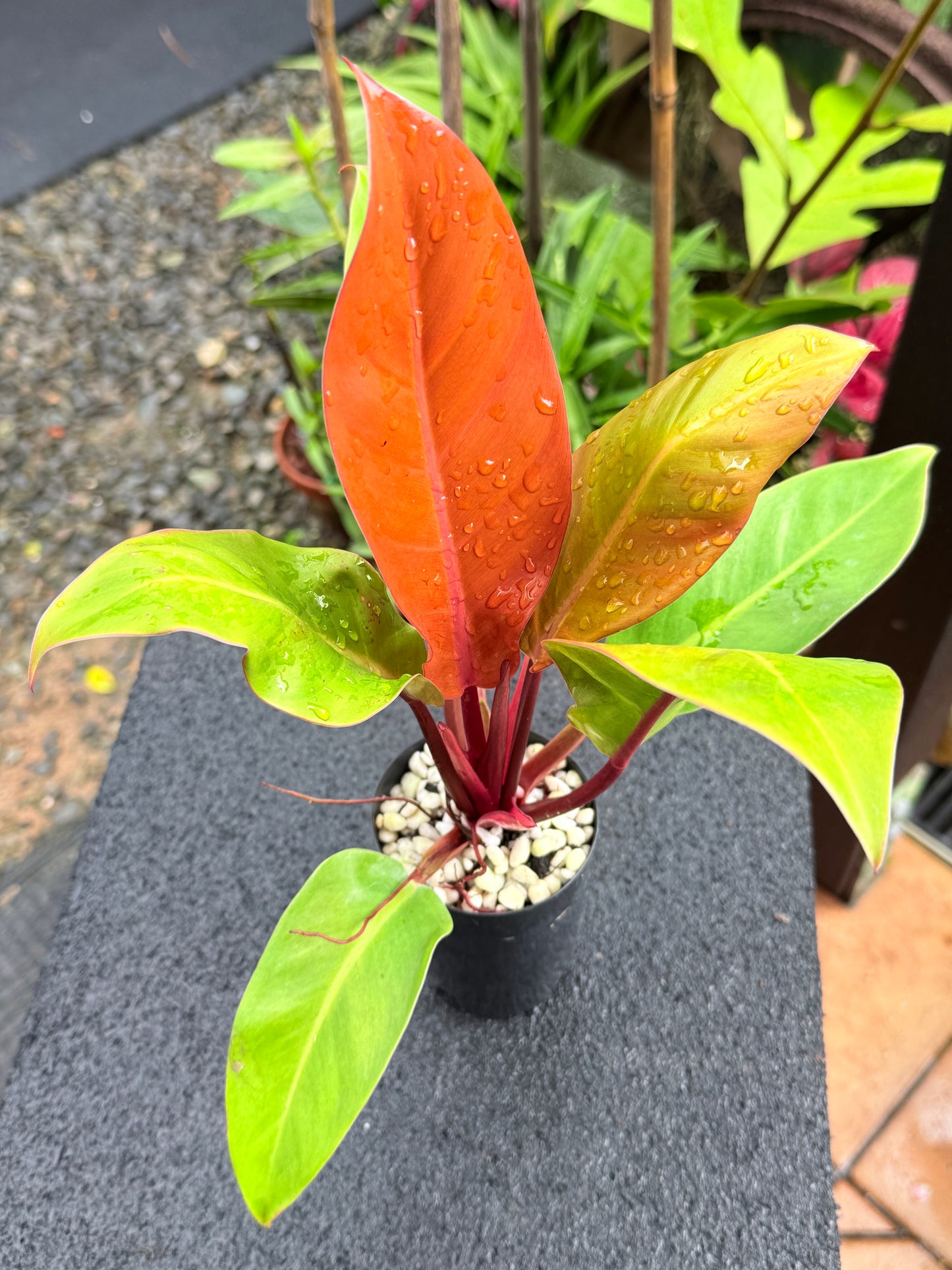 Philodendron 'Prince of Orange' K65