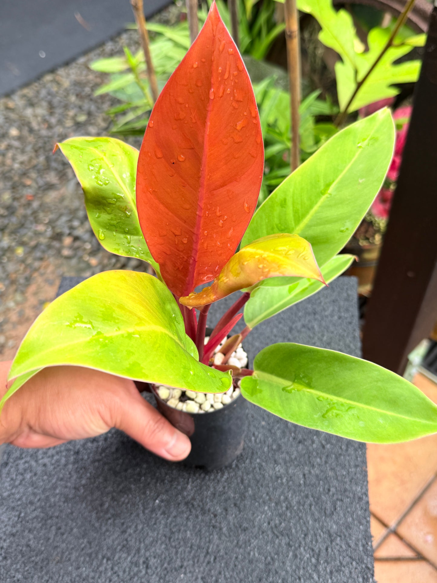 Philodendron 'Prince of Orange' K65