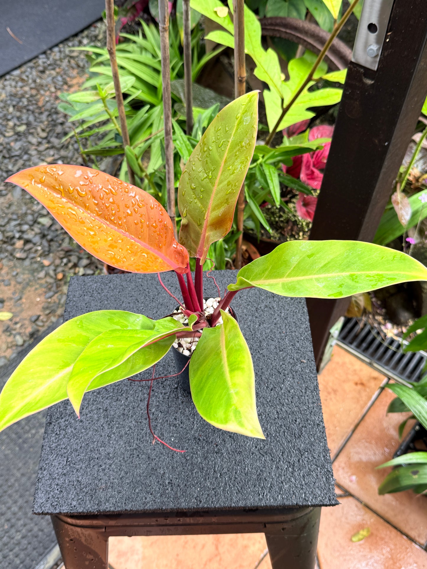 Philodendron 'Prince of Orange' K64