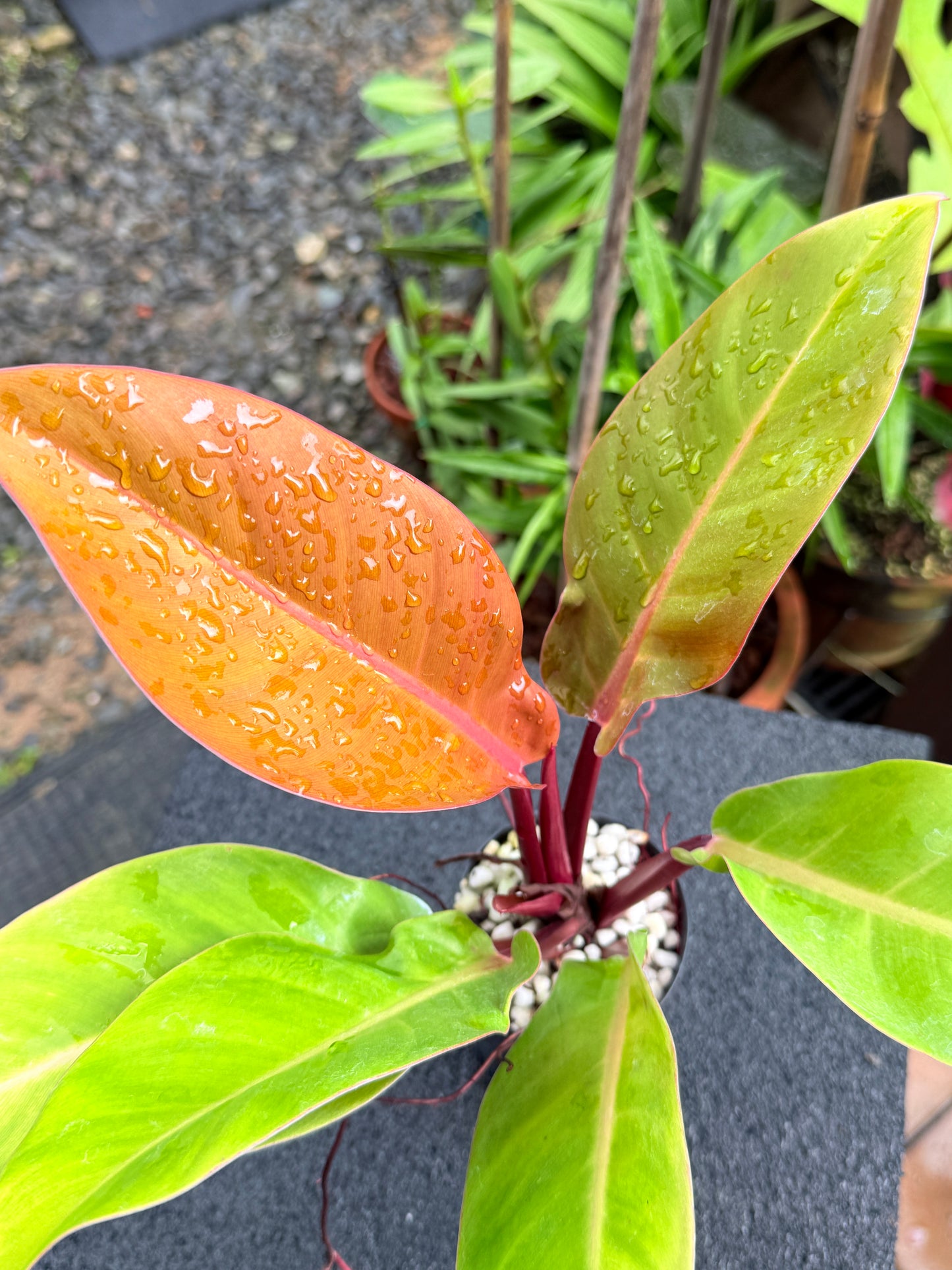 Philodendron 'Prince of Orange' K64
