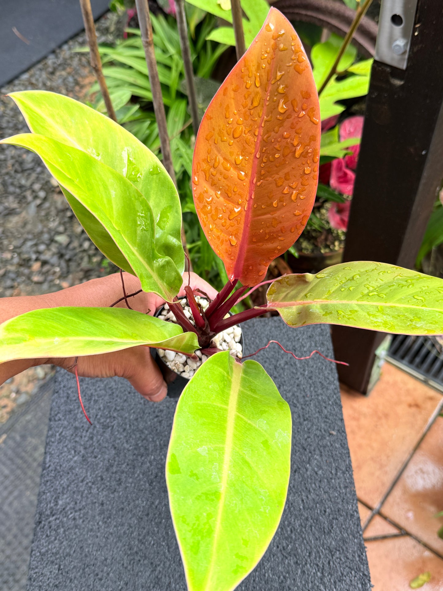Philodendron 'Prince of Orange' K64