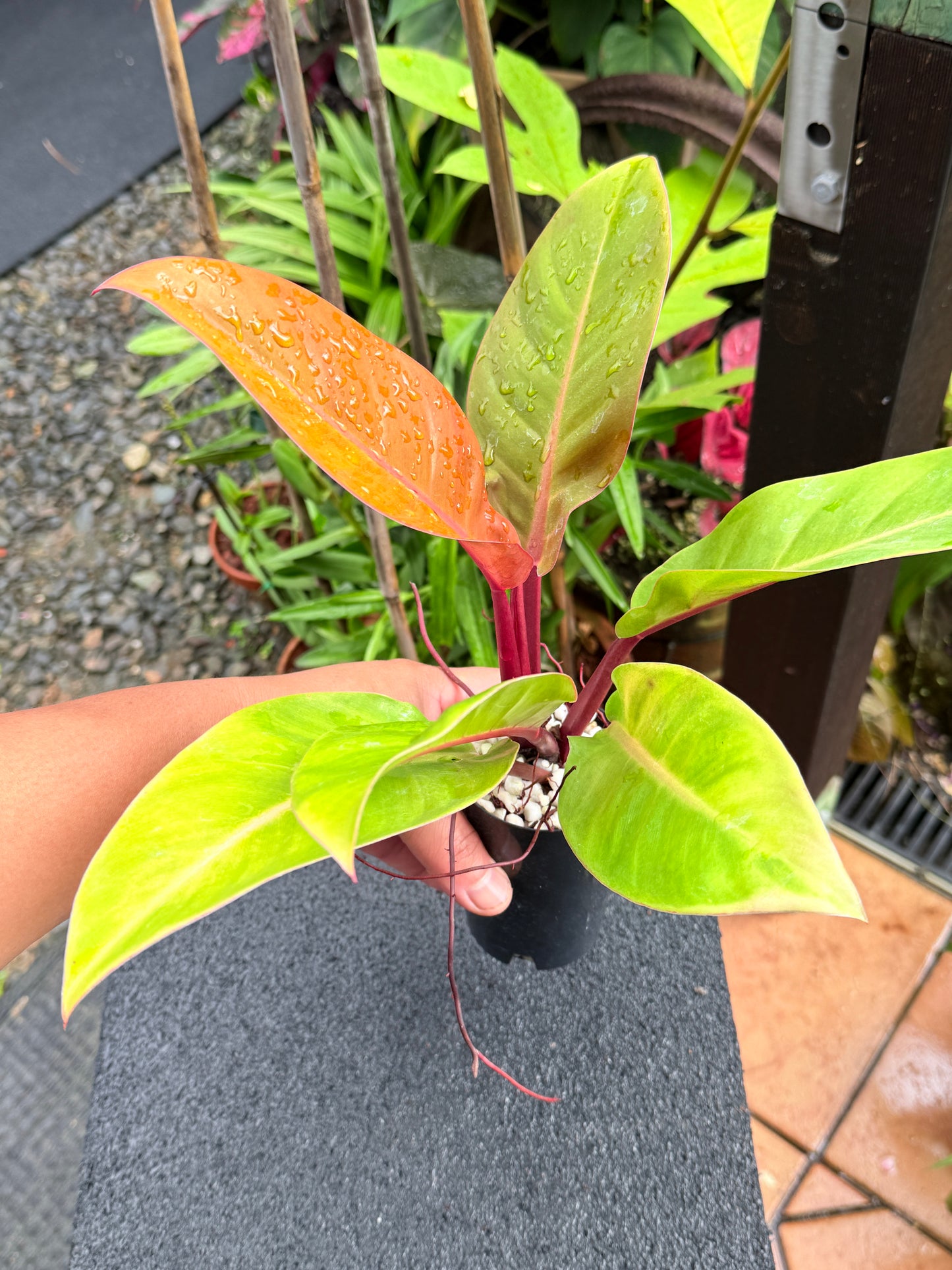 Philodendron 'Prince of Orange' K64
