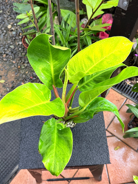 Philodendron 'Moonlight' I35