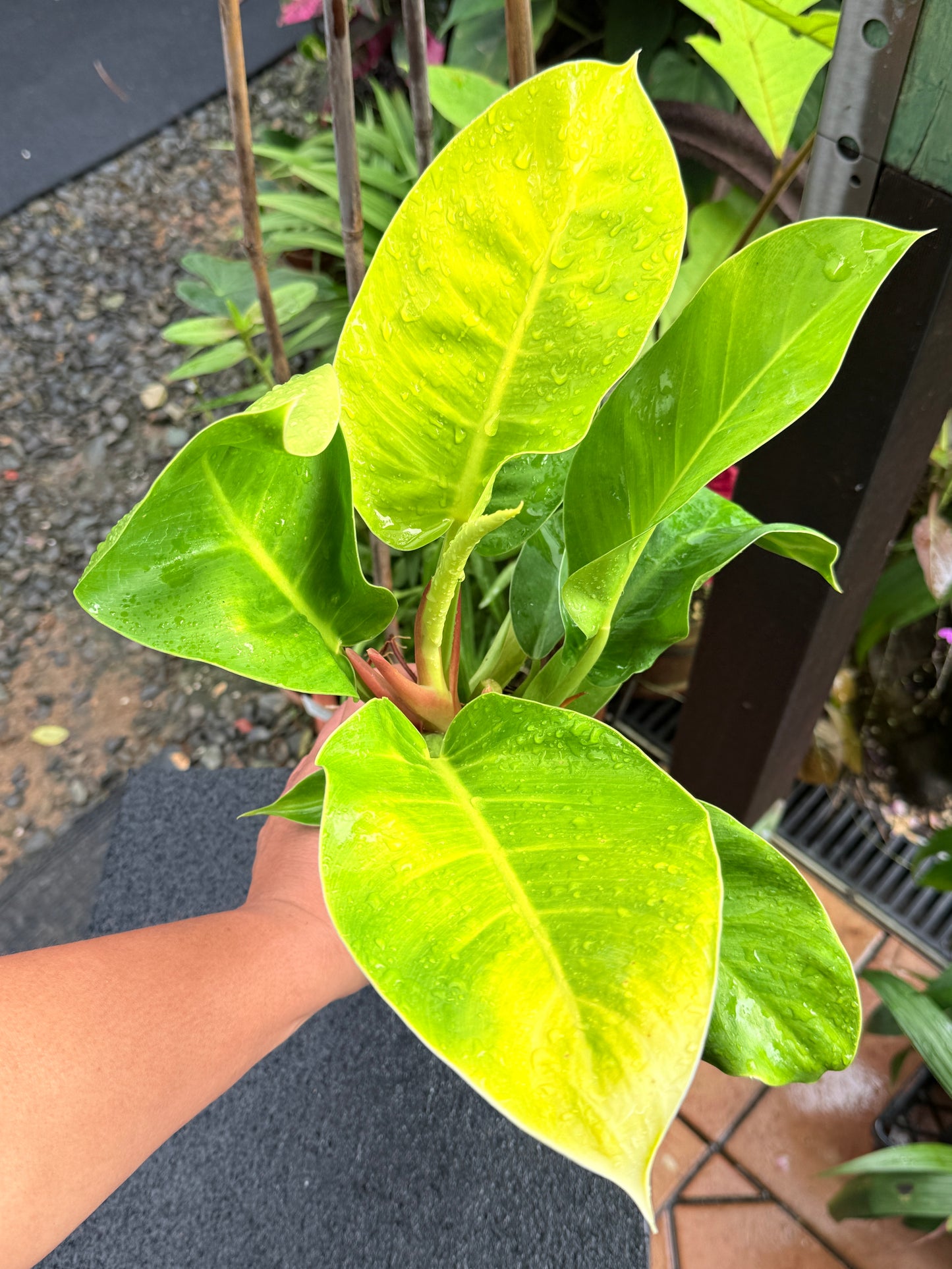 Philodendron 'Moonlight' I35