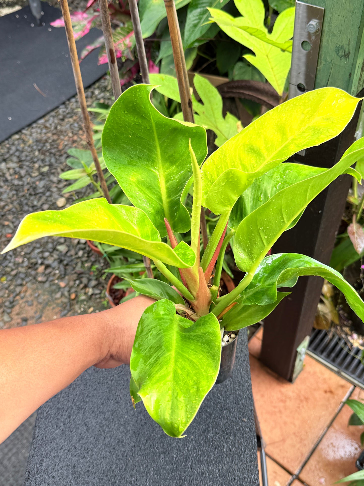 Philodendron 'Moonlight' I35