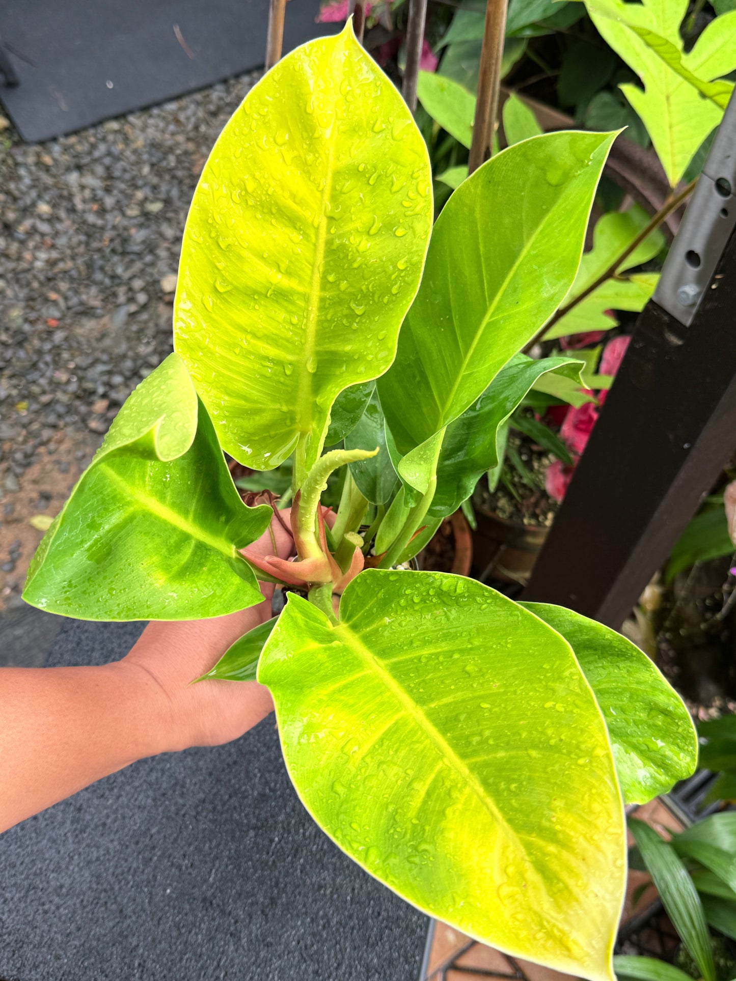 Philodendron 'Moonlight' I35