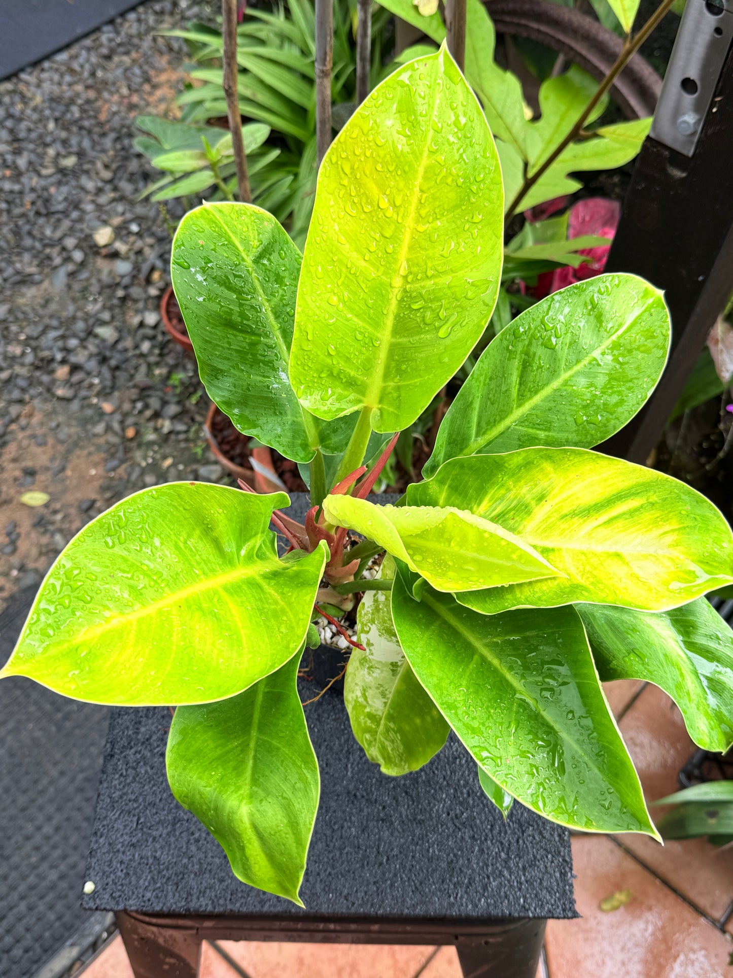 Philodendron 'Moonlight' I36