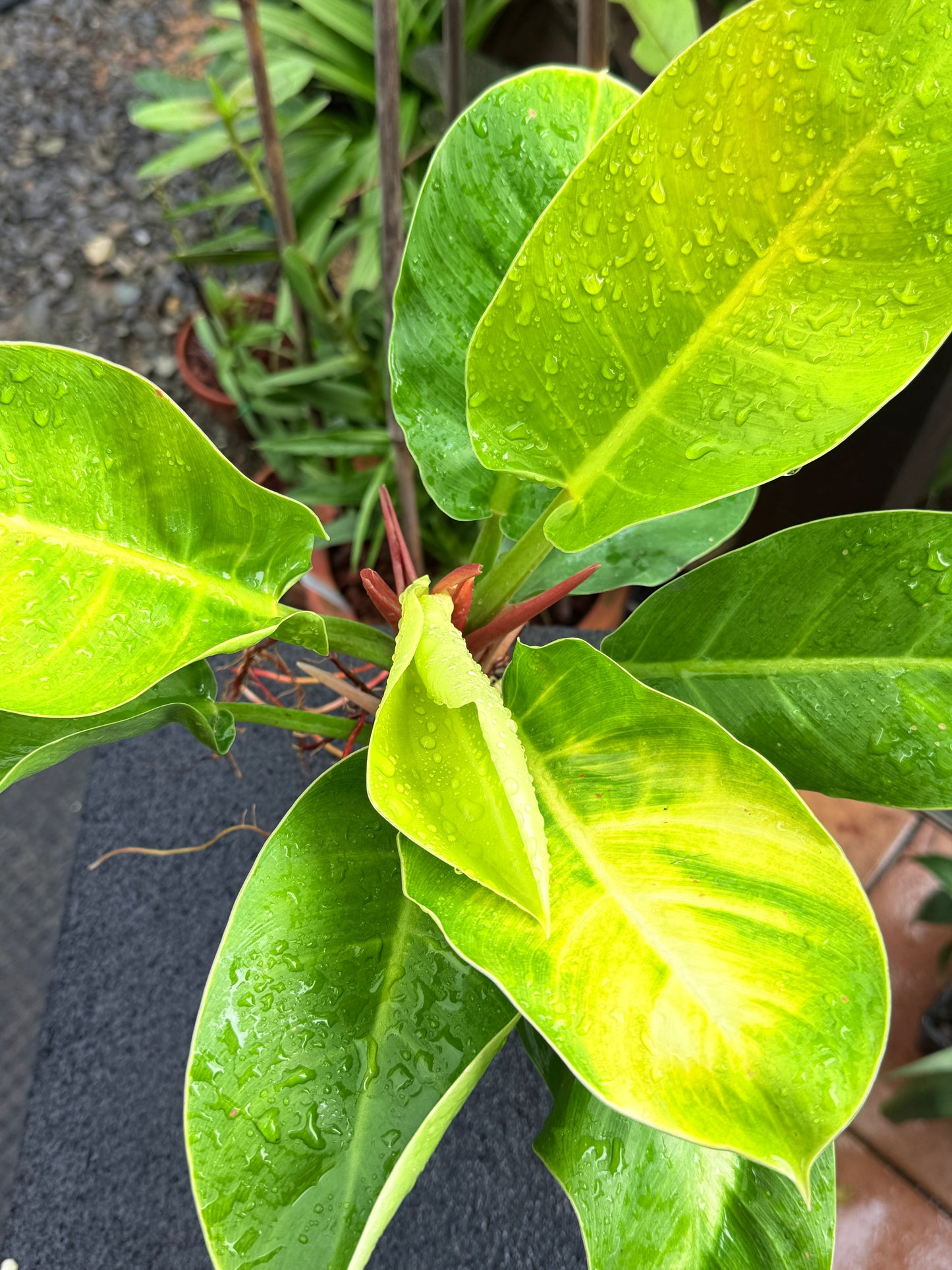 Philodendron 'Moonlight' I36