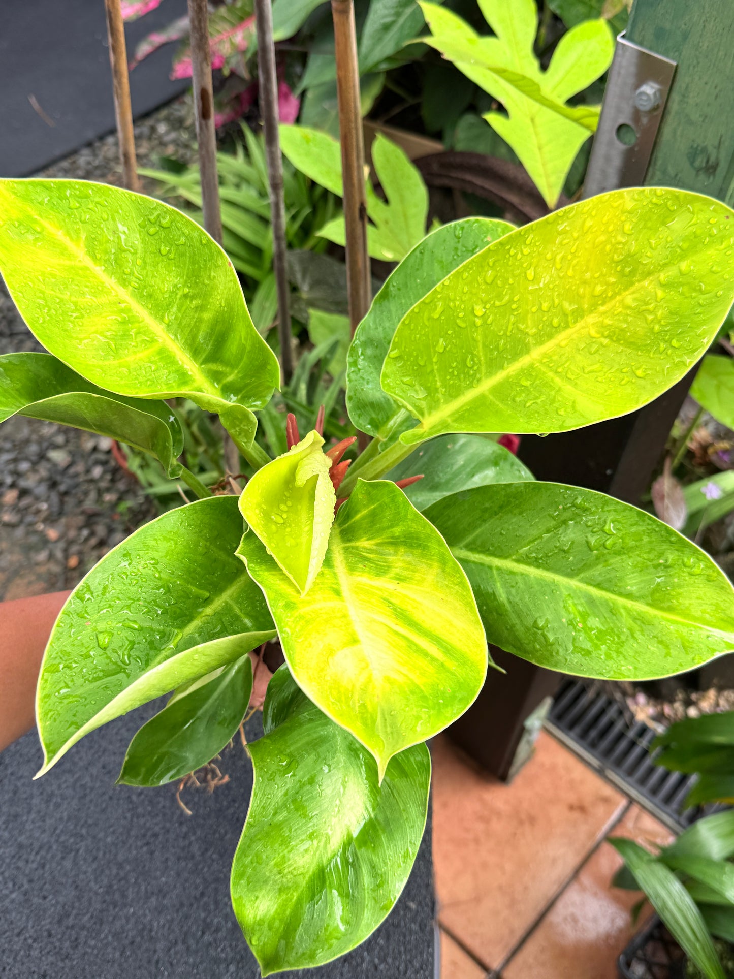 Philodendron 'Moonlight' I36