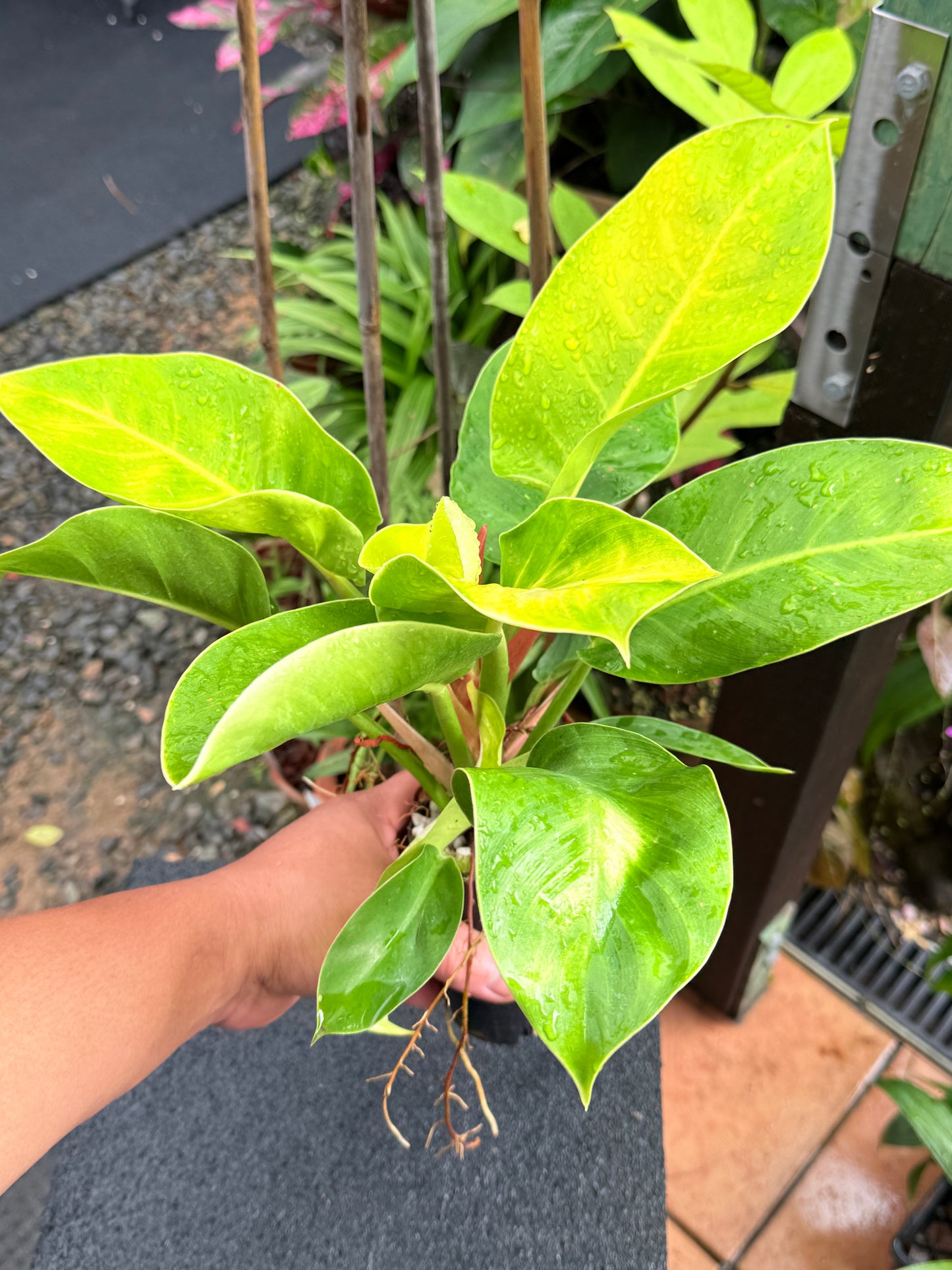 Philodendron 'Moonlight' I36