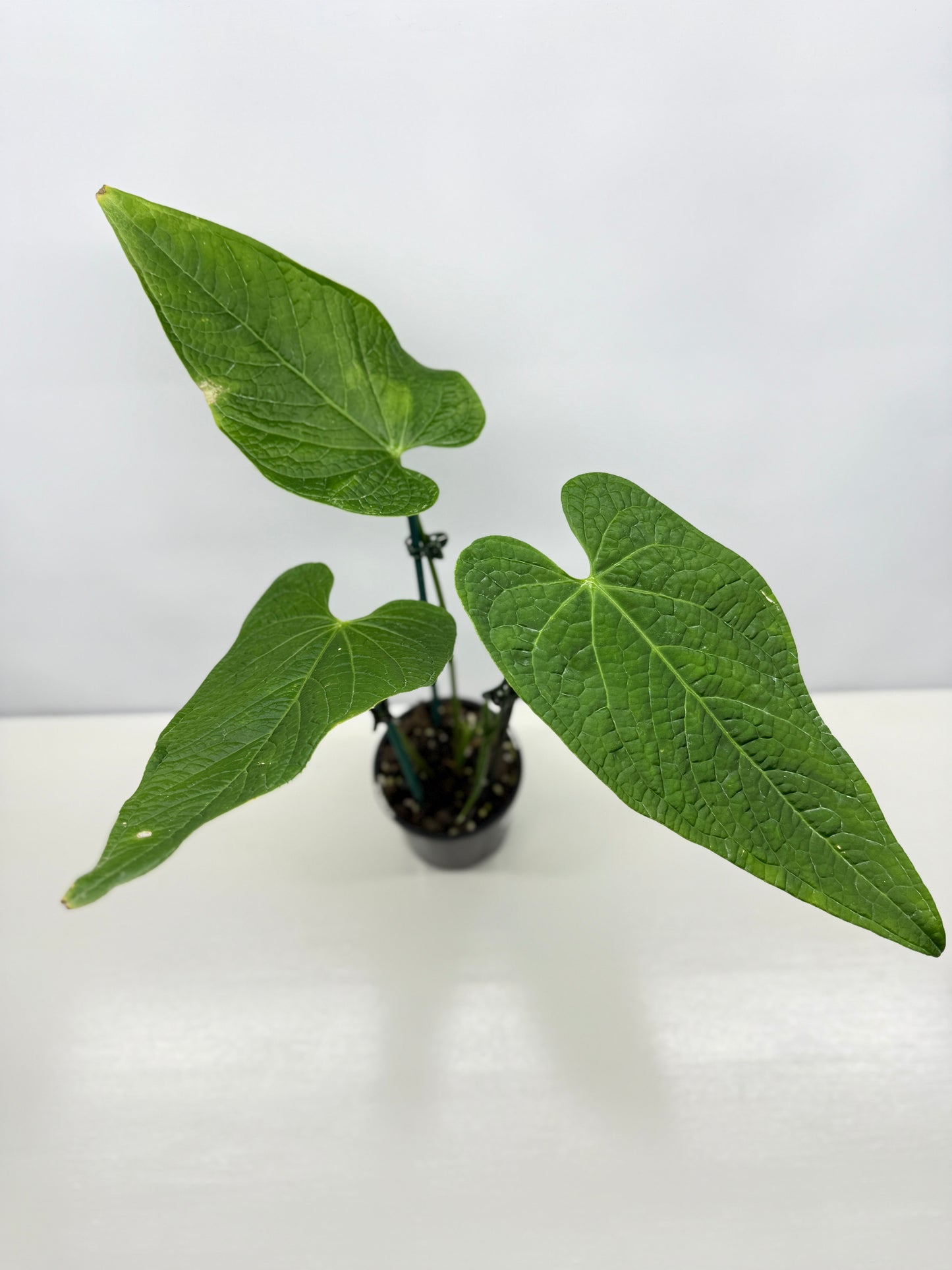 Anthurium Rotolanteum - Large V18