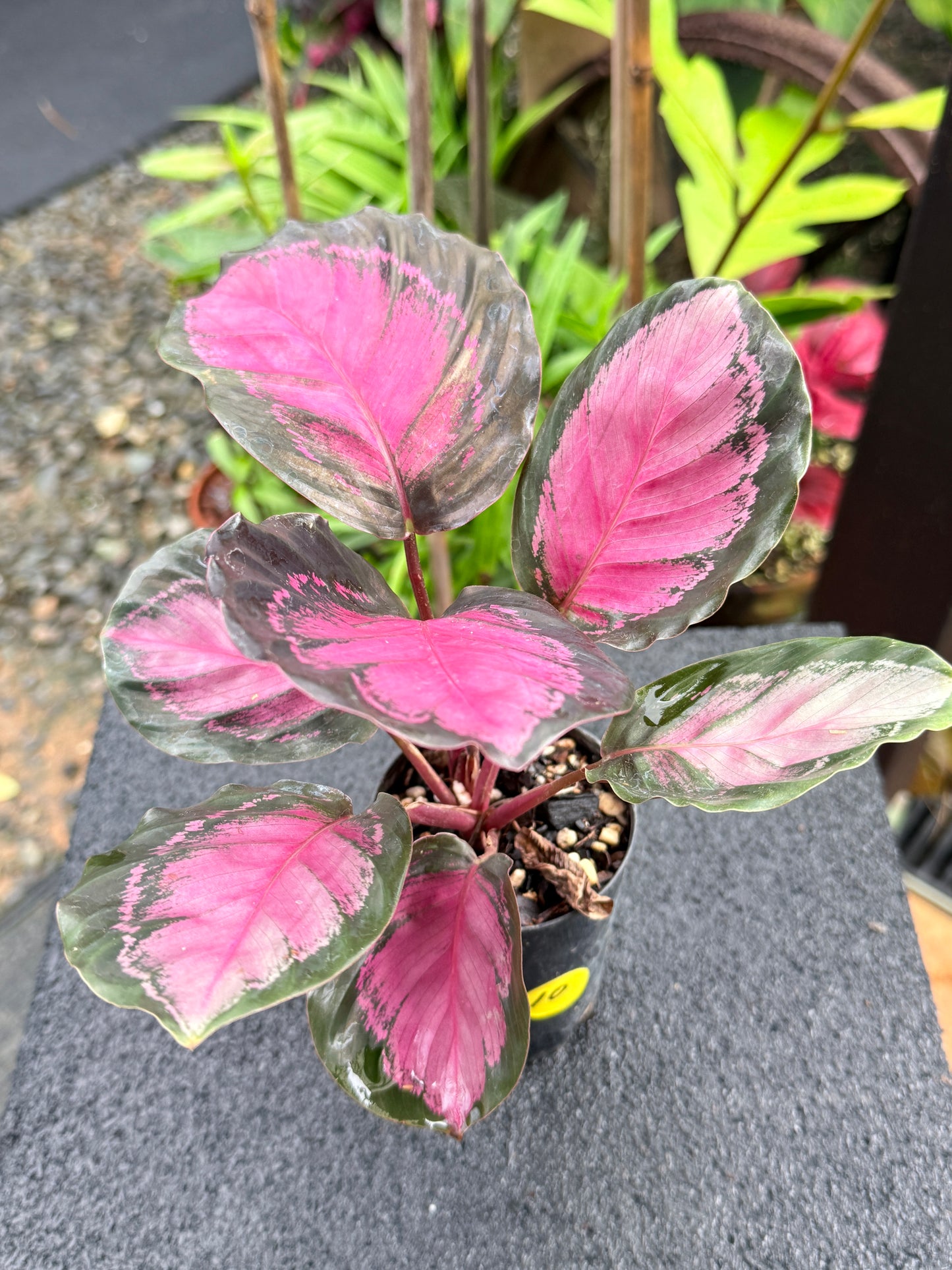 Calathea Rosepecta 'Pink Star' K66