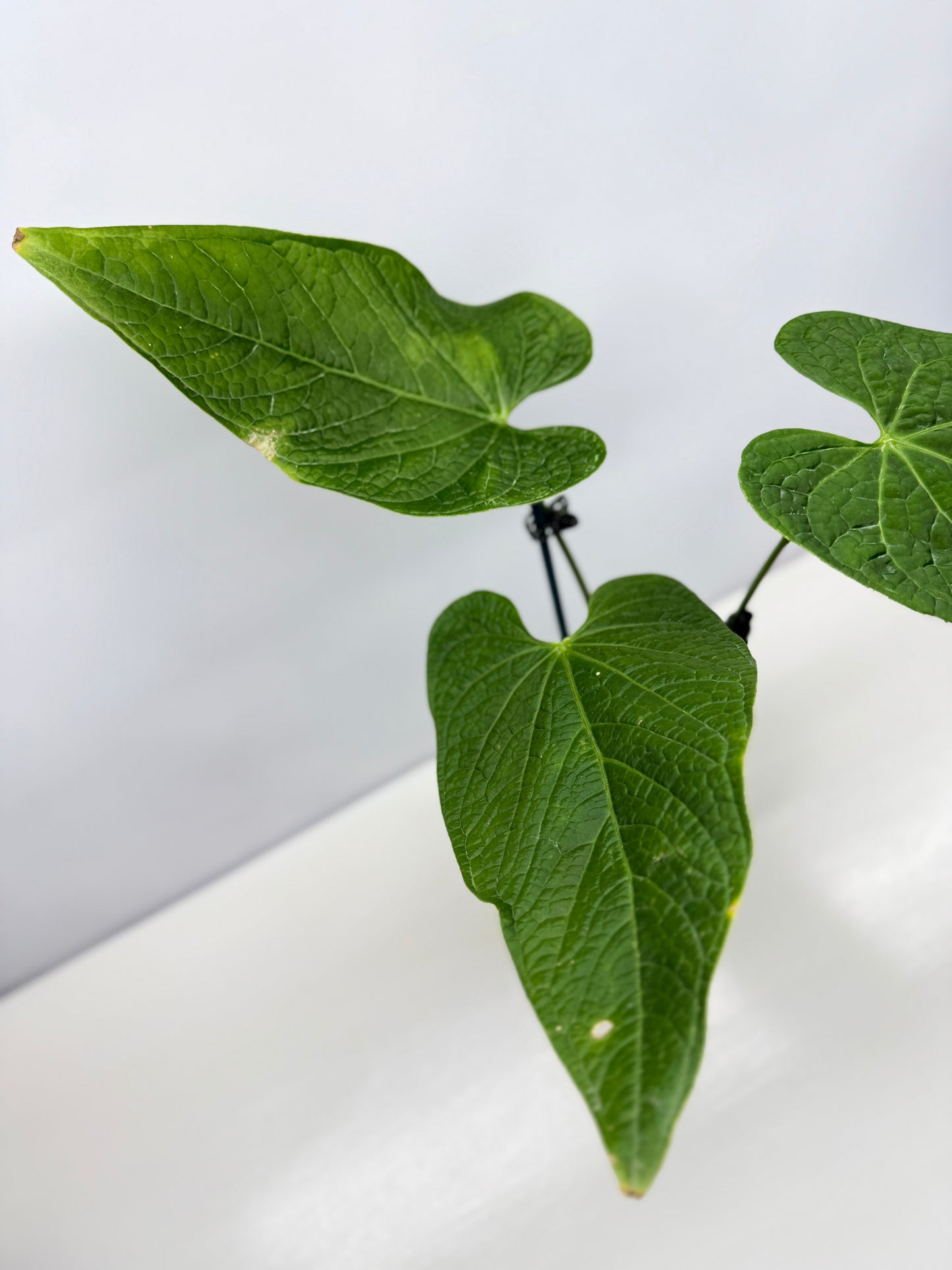 Anthurium Rotolanteum - Large V18