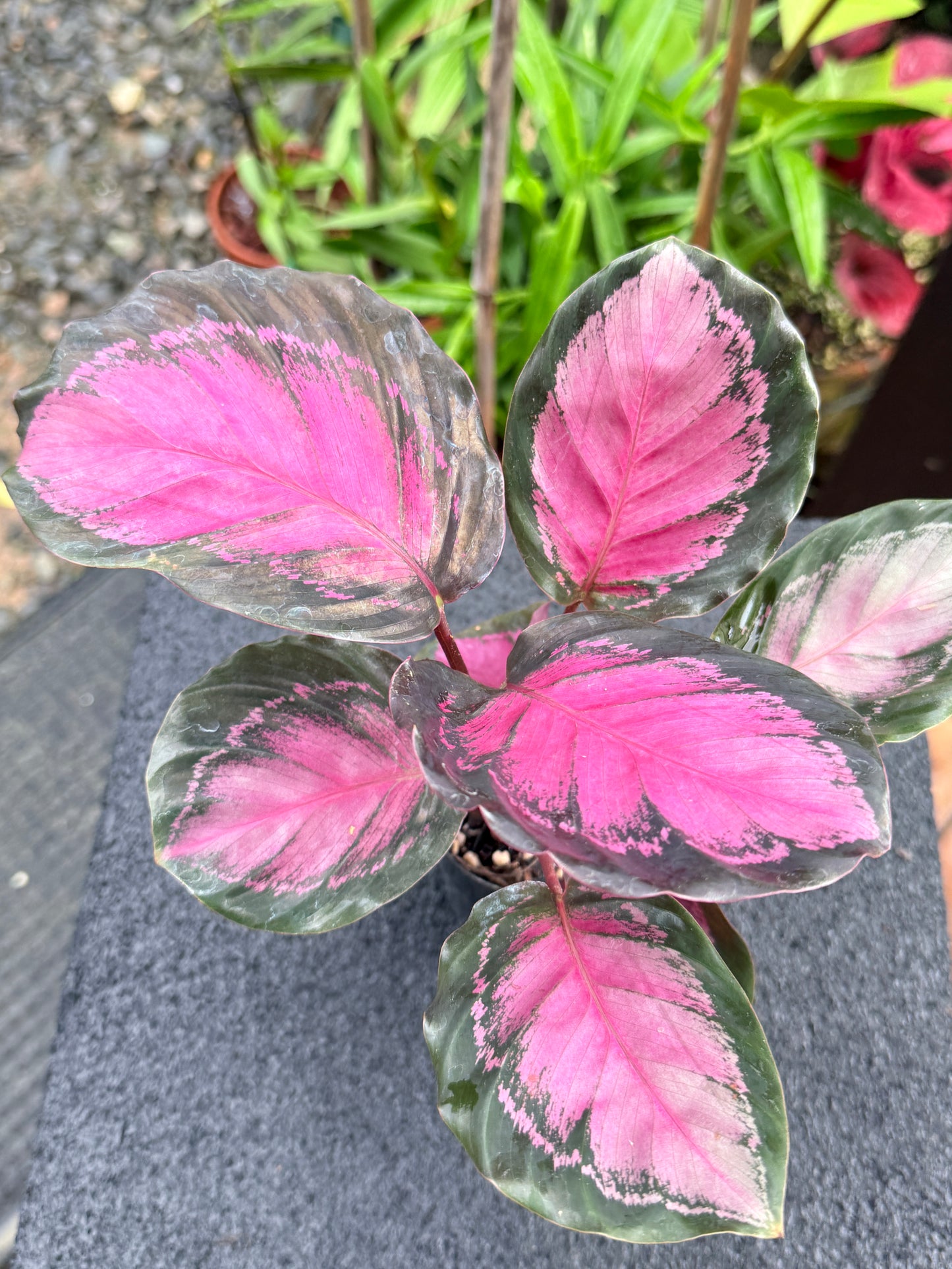 Calathea Rosepecta 'Pink Star' K66