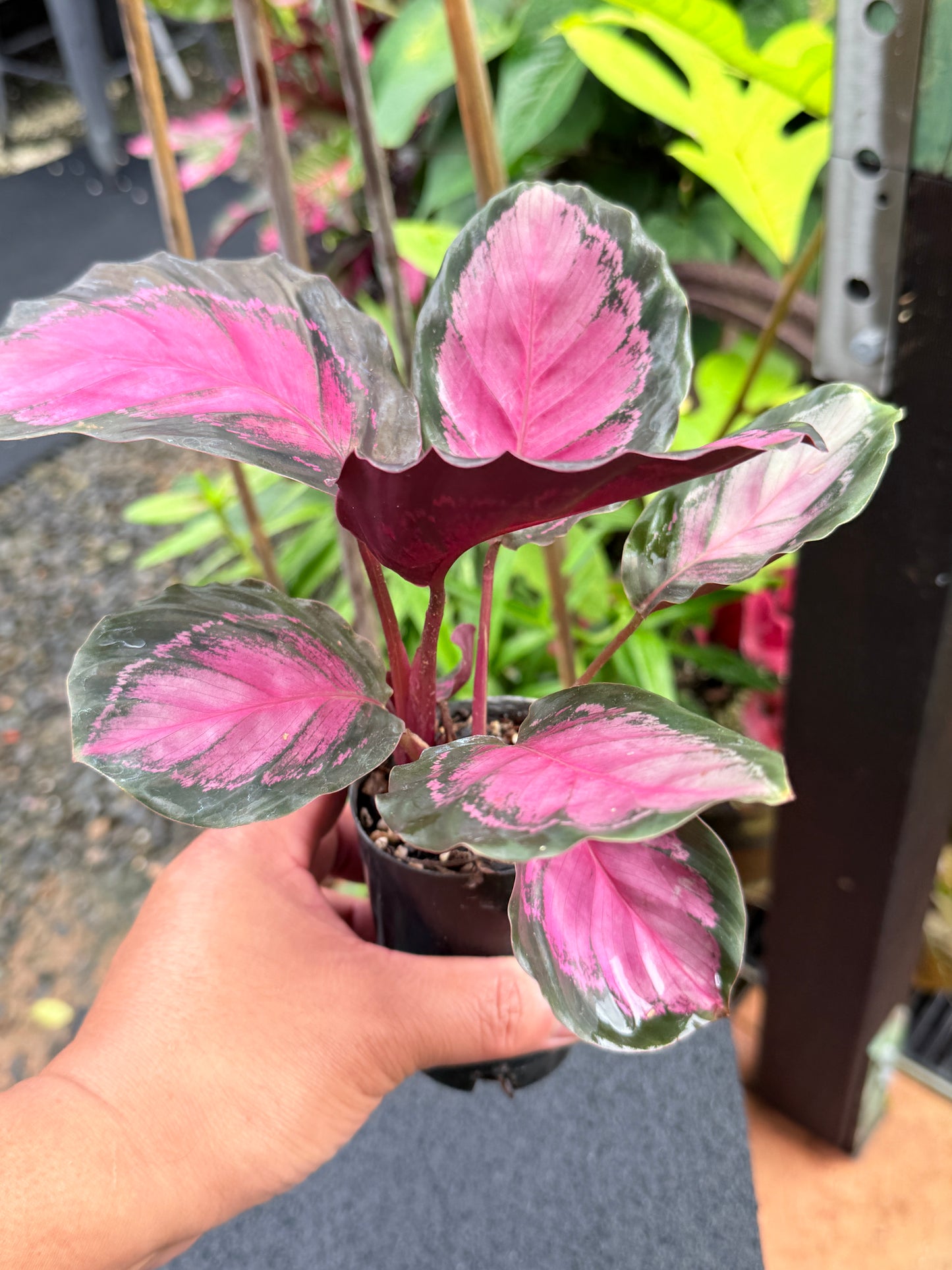 Calathea Rosepecta 'Pink Star' K66