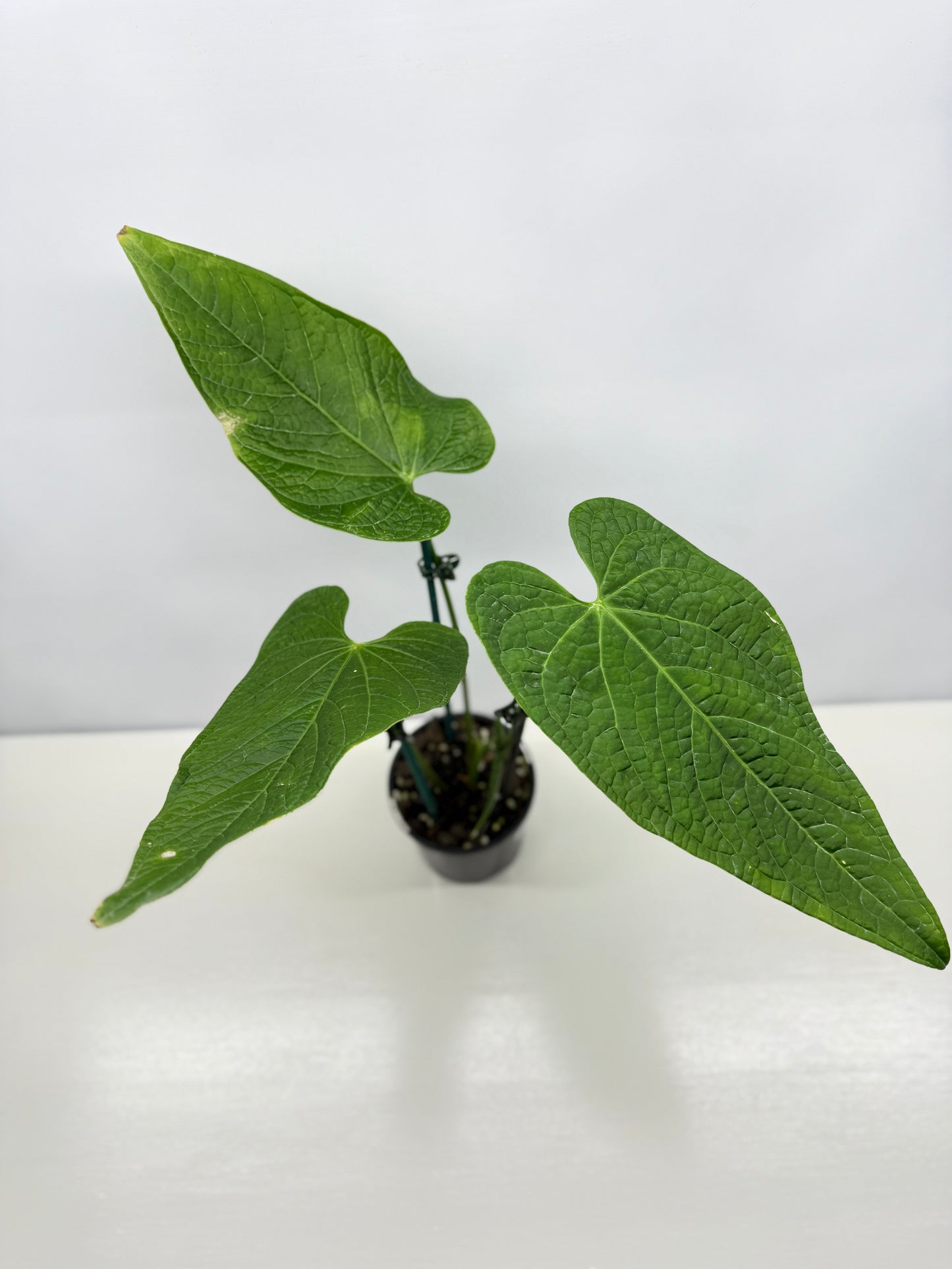 Anthurium Rotolanteum - Large V18