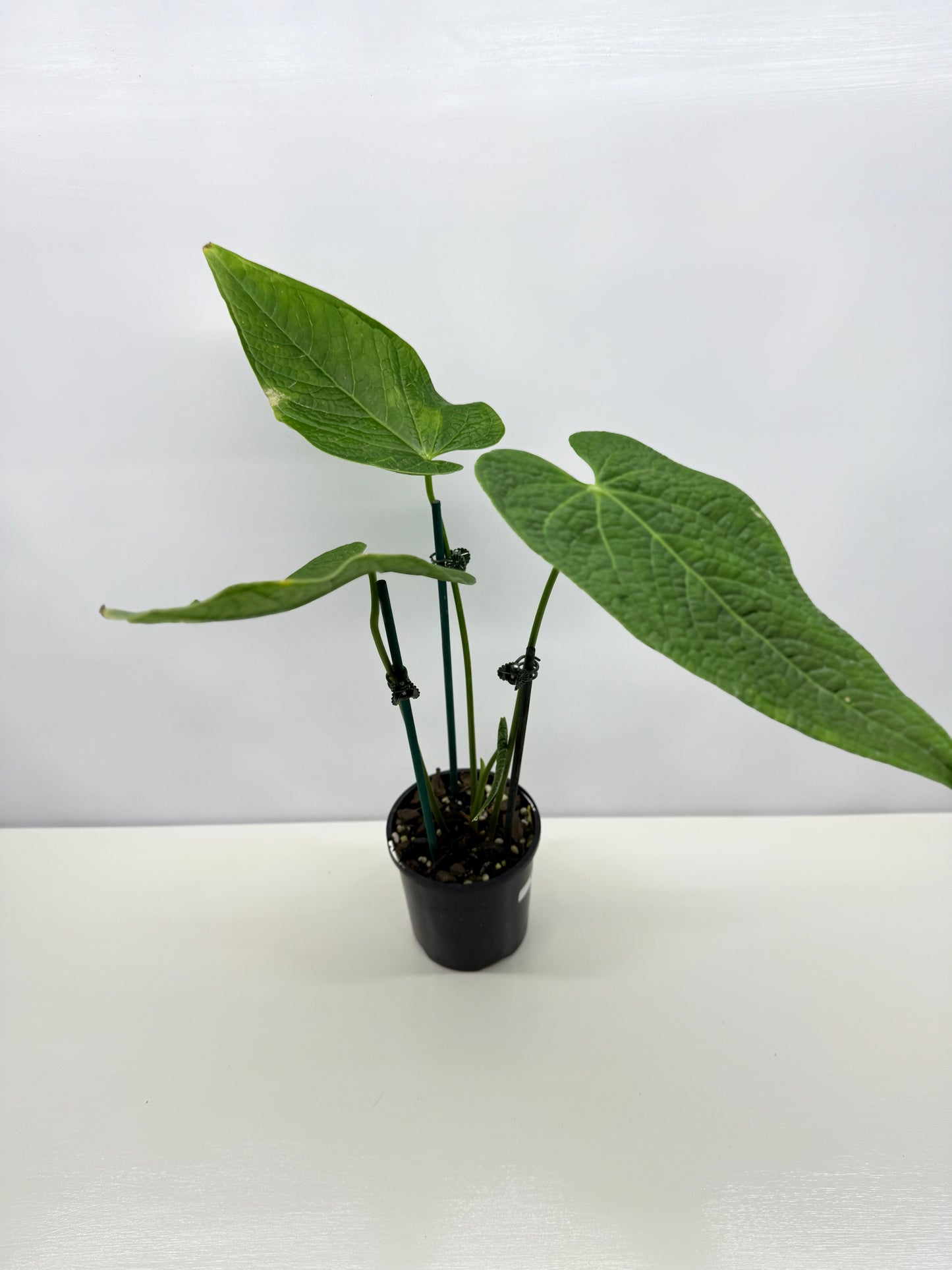 Anthurium Rotolanteum - Large V18