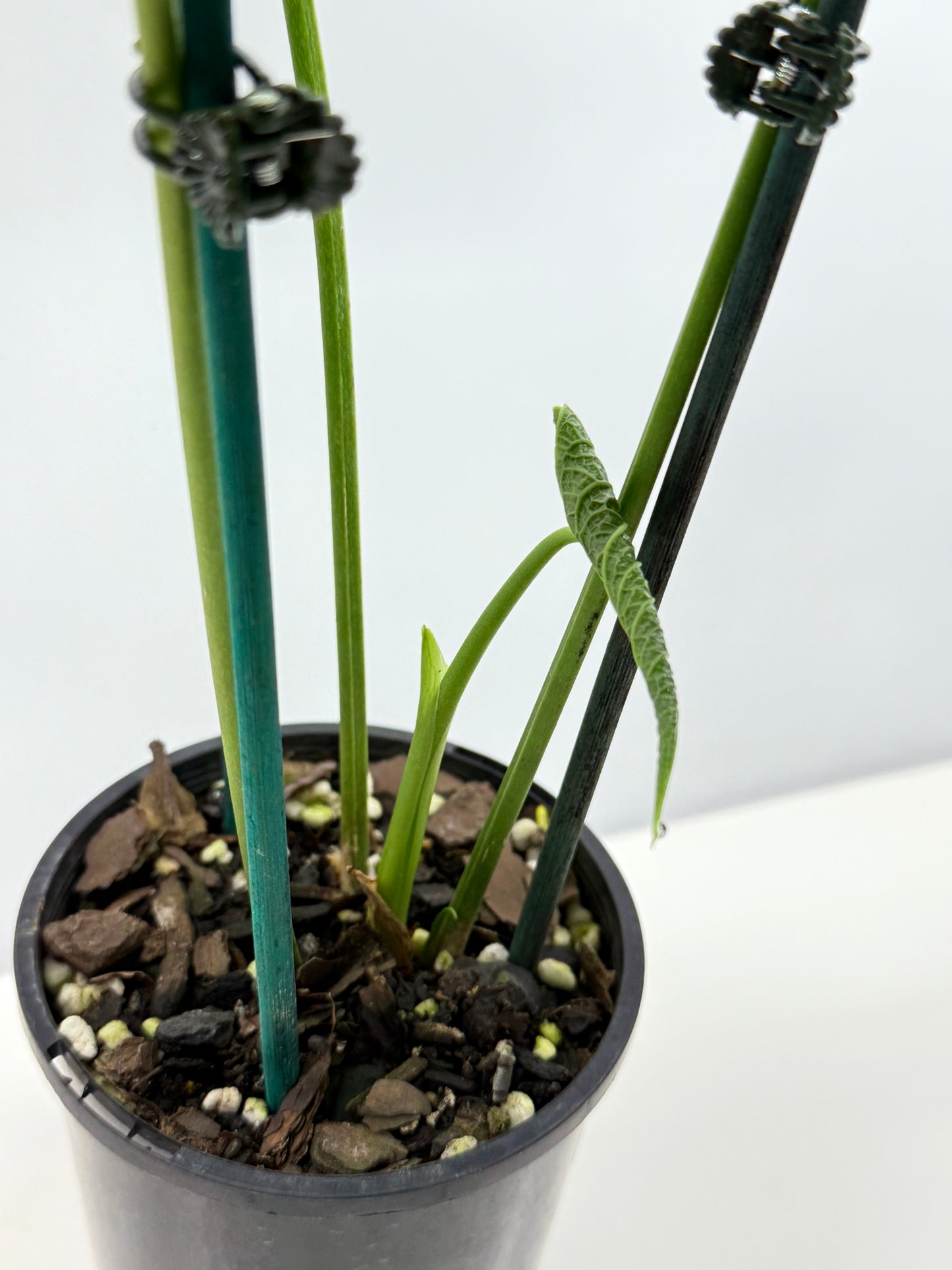 Anthurium Rotolanteum - Large V18