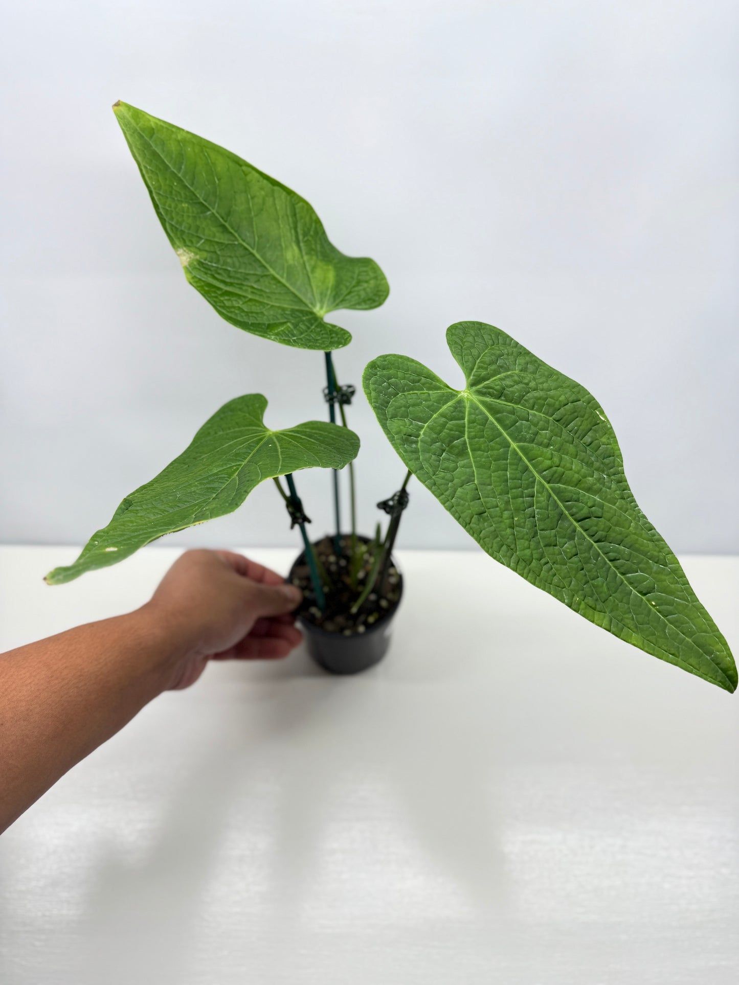 Anthurium Rotolanteum - Large V18