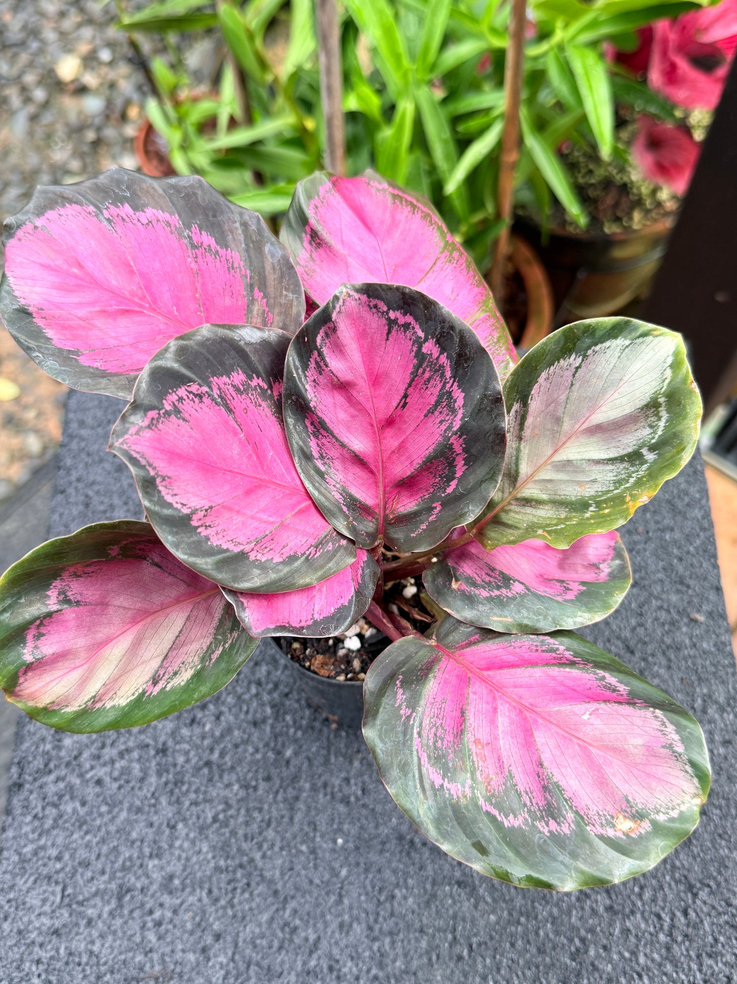 Calathea Rosepecta 'Pink Star' K67