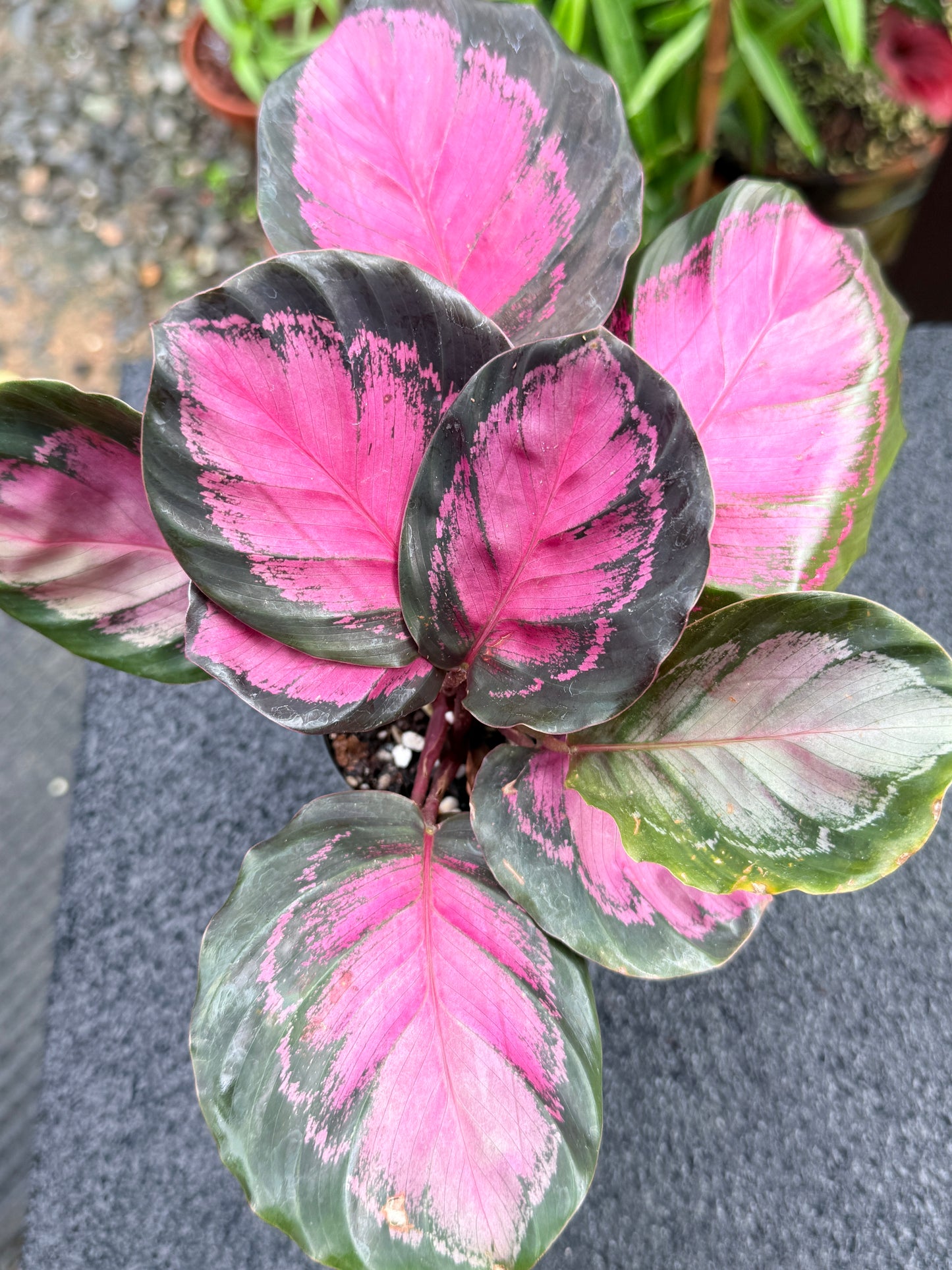 Calathea Rosepecta 'Pink Star' K67