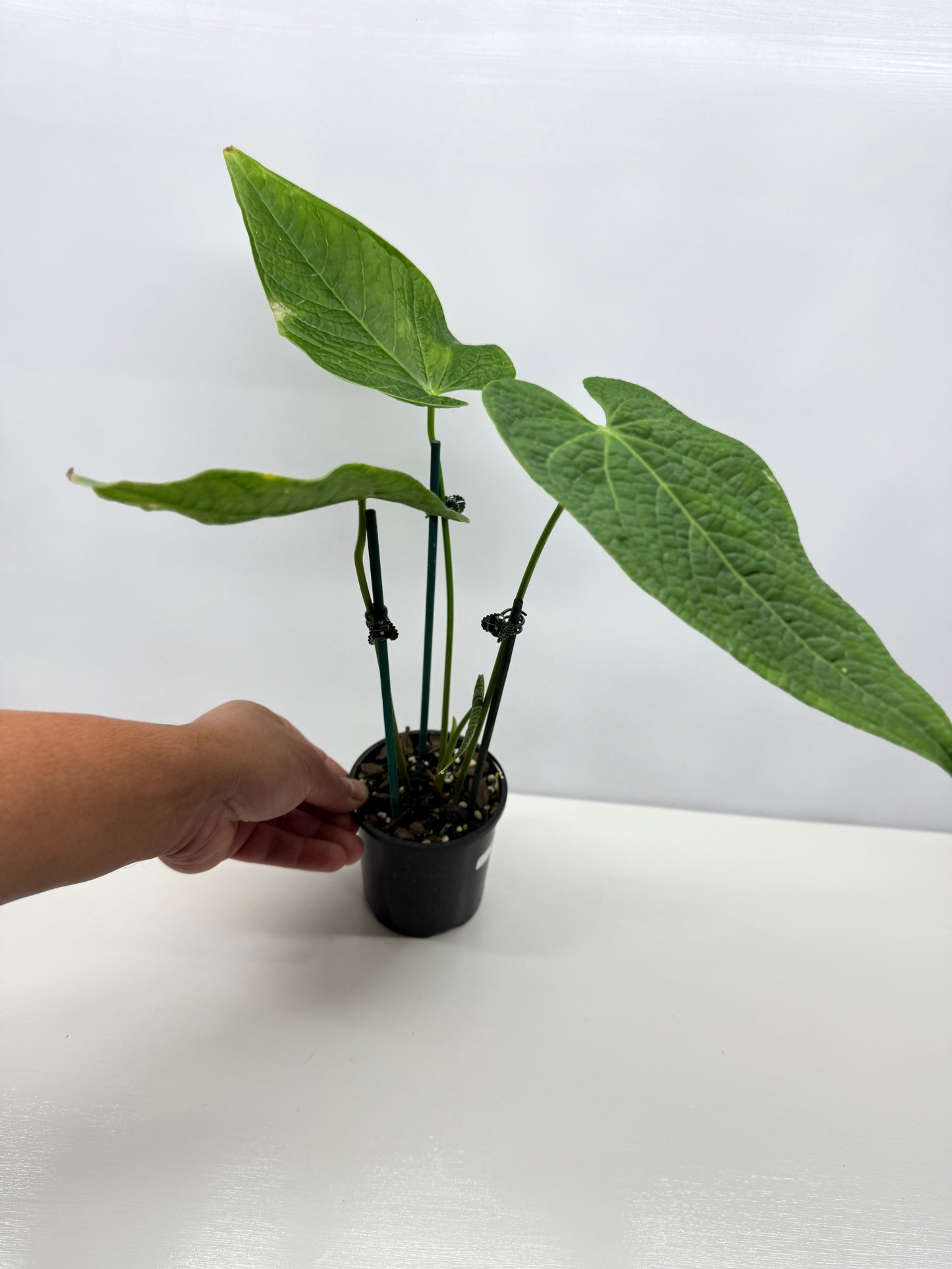 Anthurium Rotolanteum - Large V18