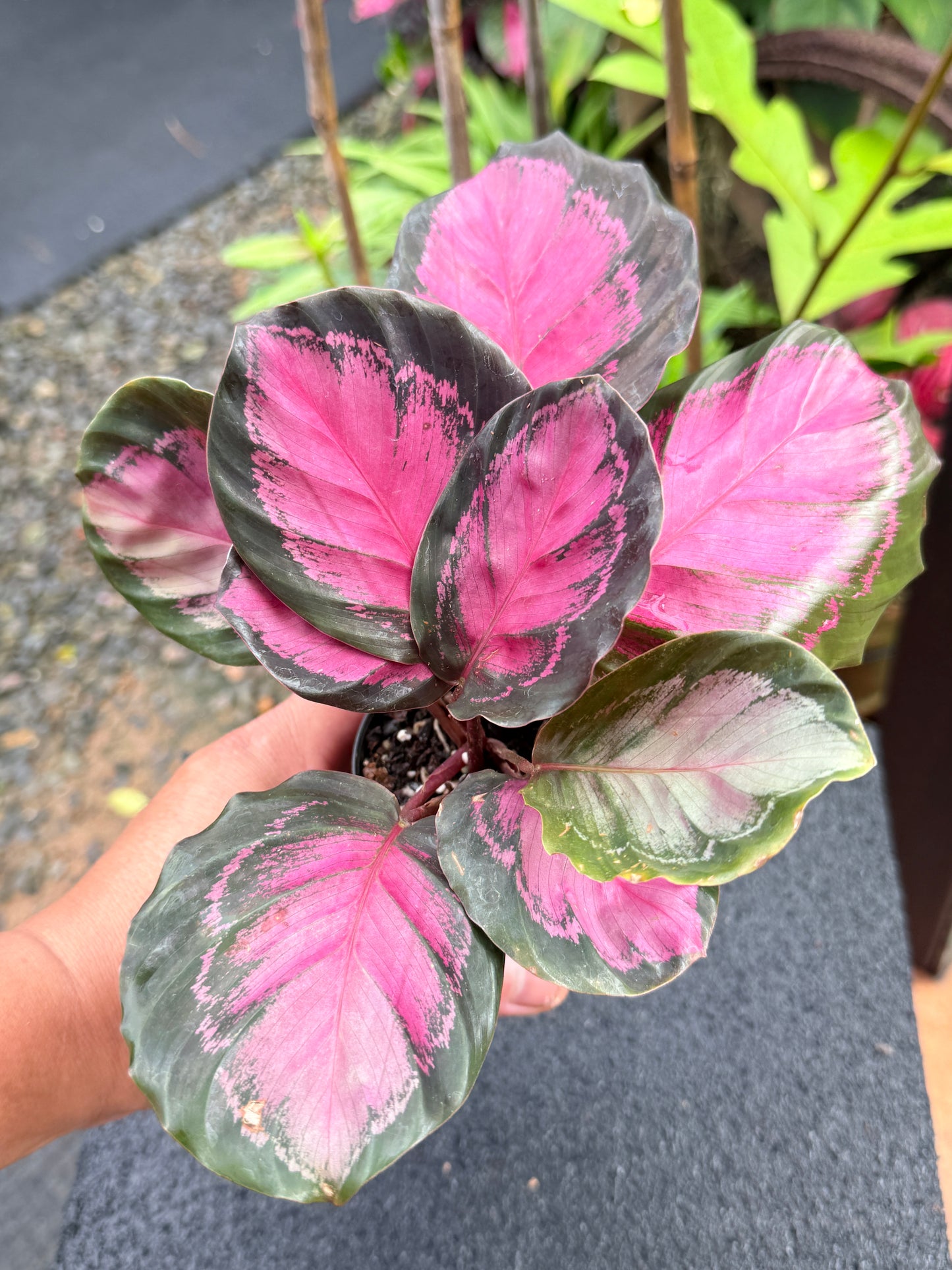 Calathea Rosepecta 'Pink Star' K67
