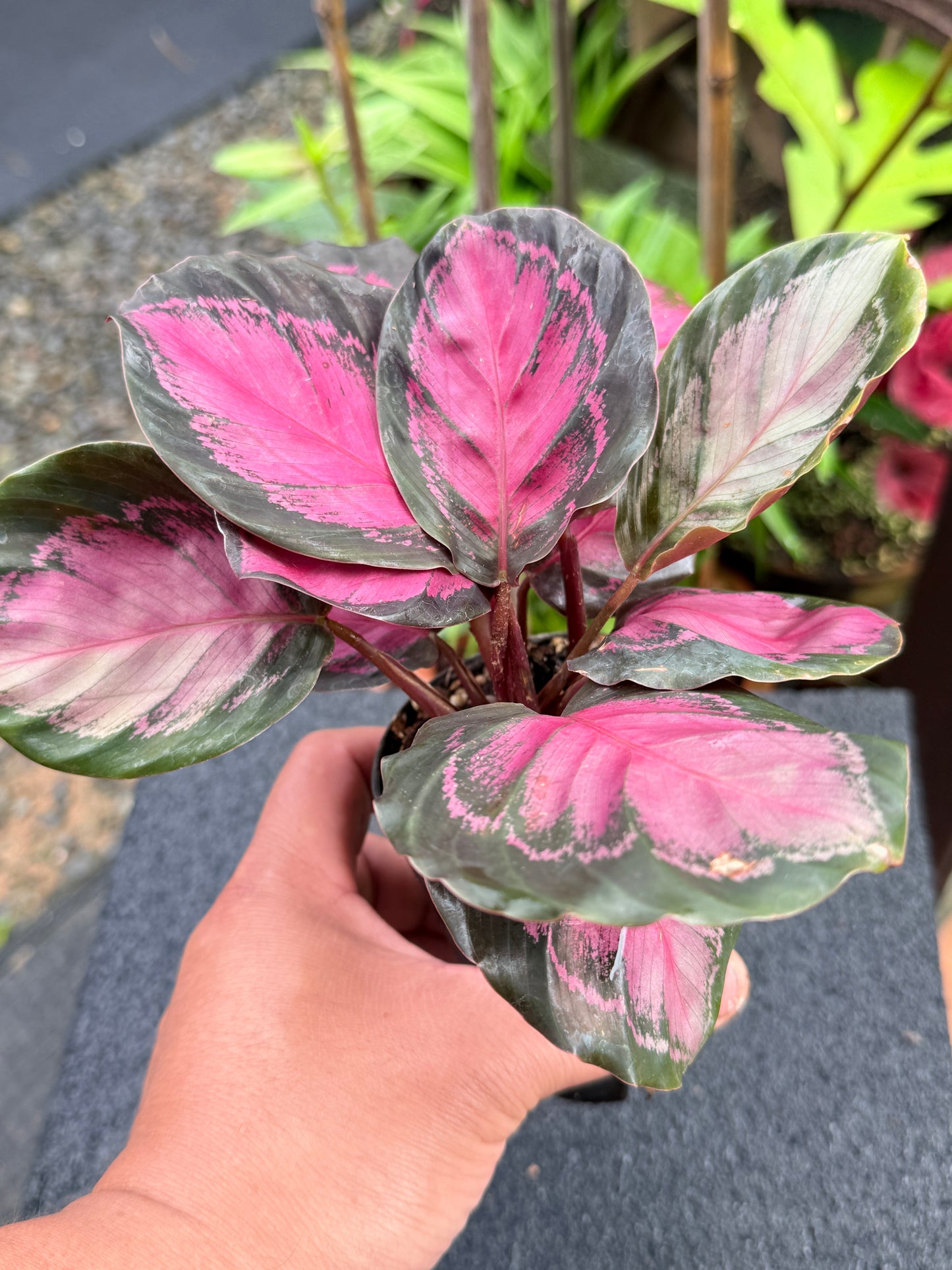 Calathea Rosepecta 'Pink Star' K67