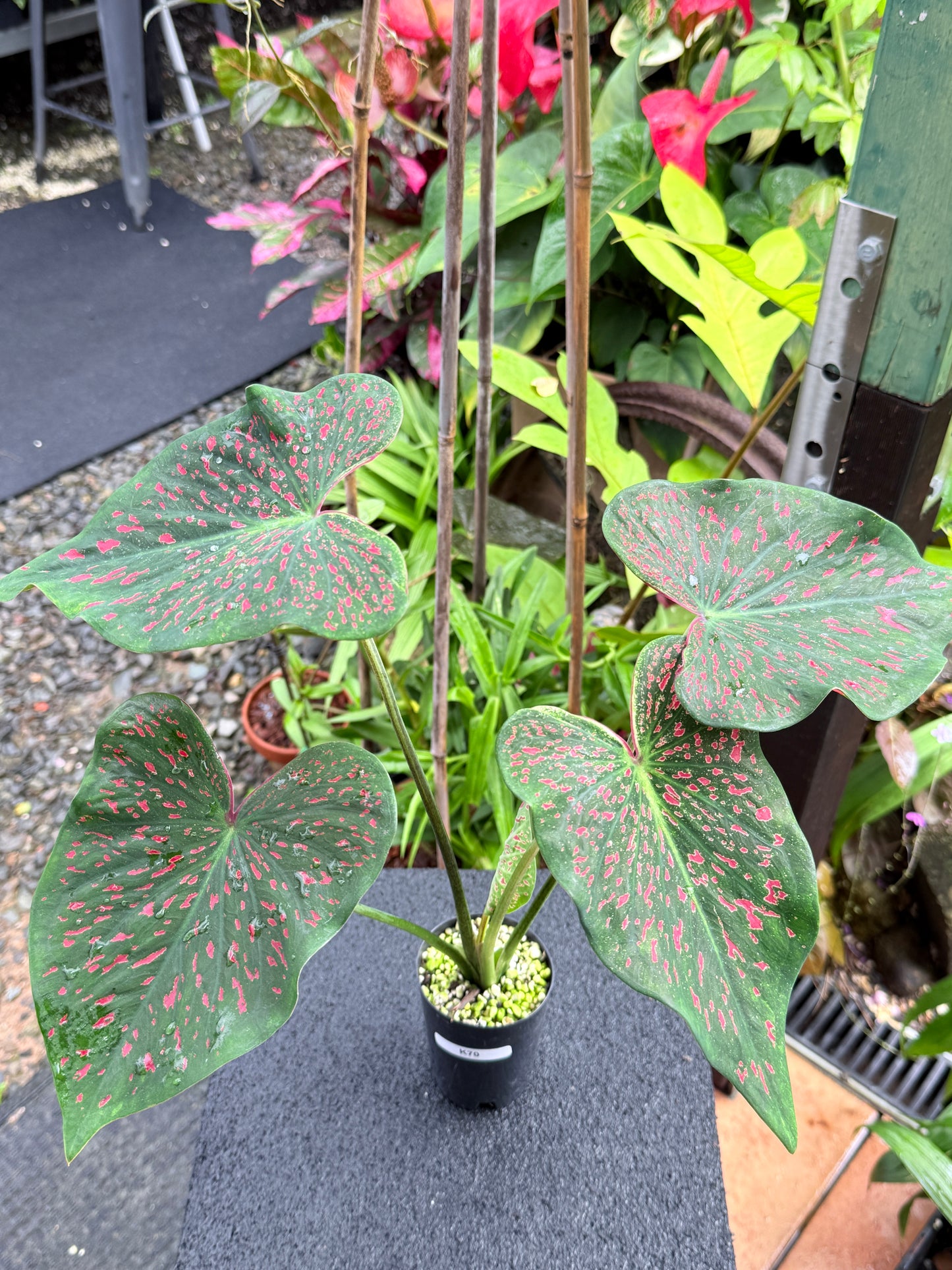 Caladium 'Thousand Stars' K70
