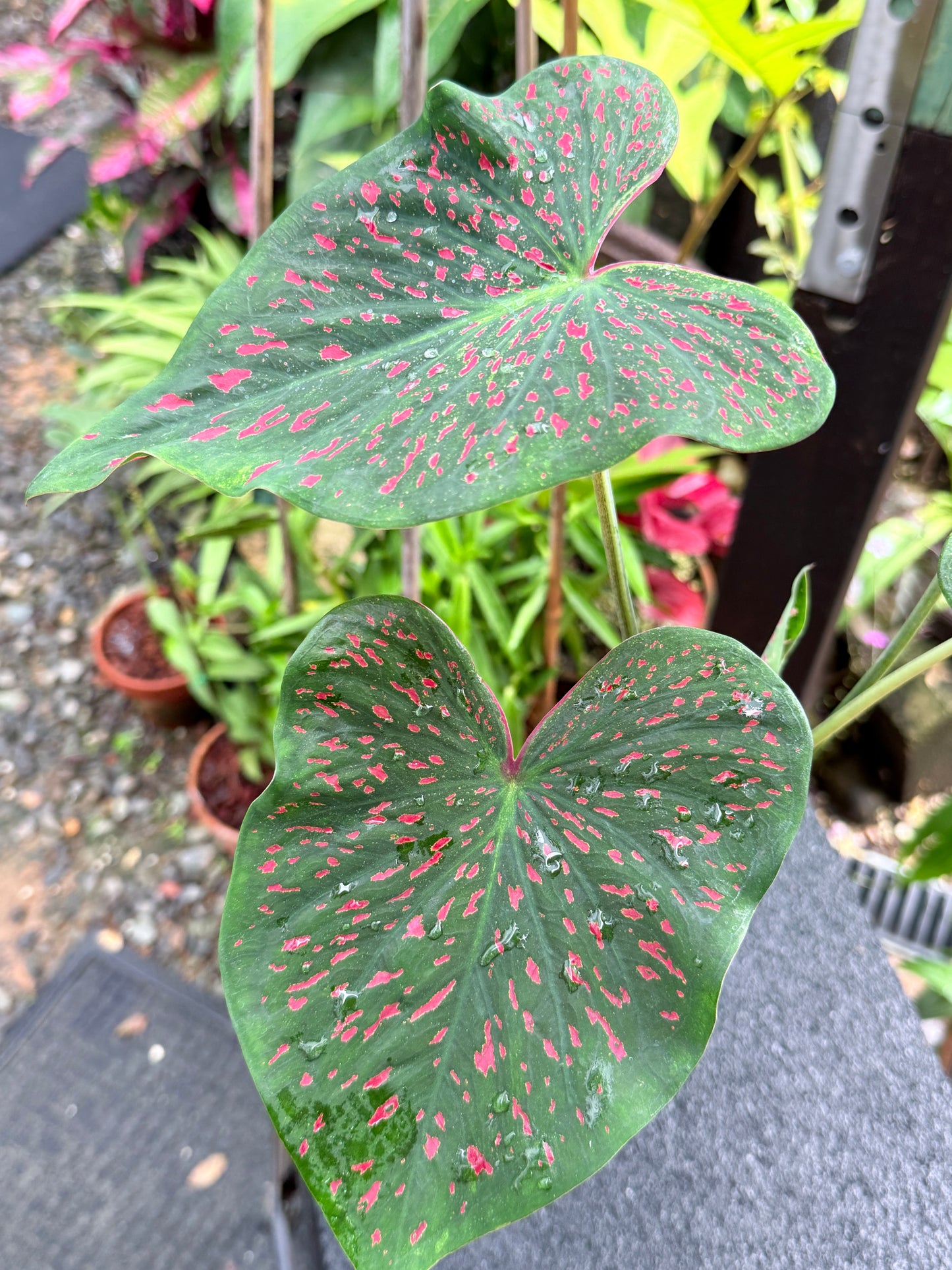 Caladium 'Thousand Stars' K70