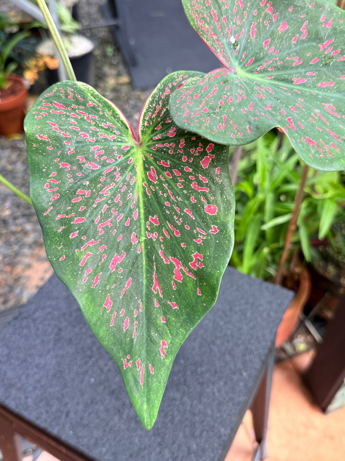 Caladium 'Thousand Stars' K70