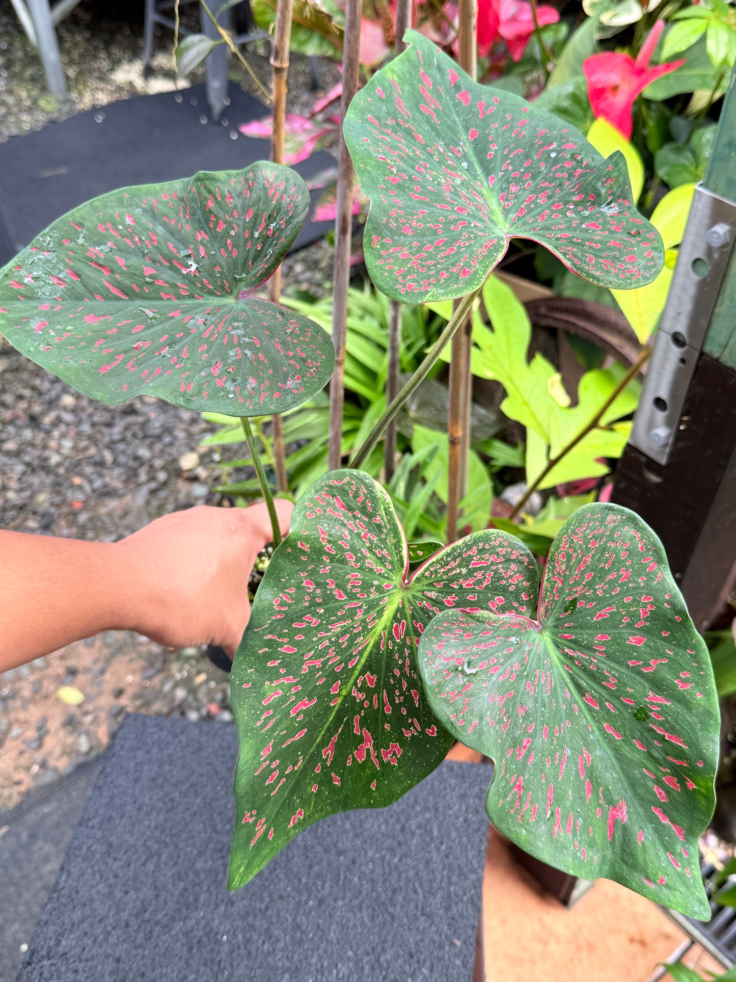 Caladium 'Thousand Stars' K70