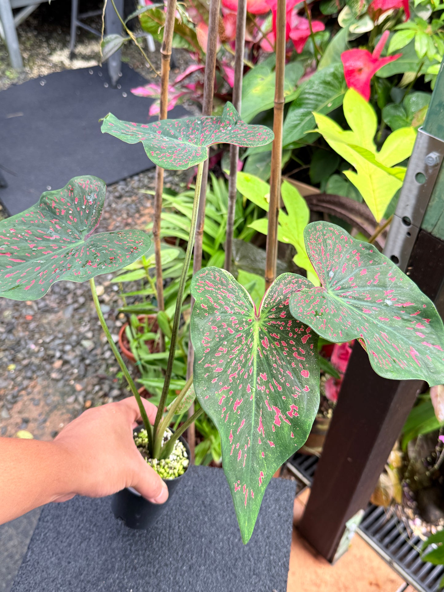 Caladium 'Thousand Stars' K70
