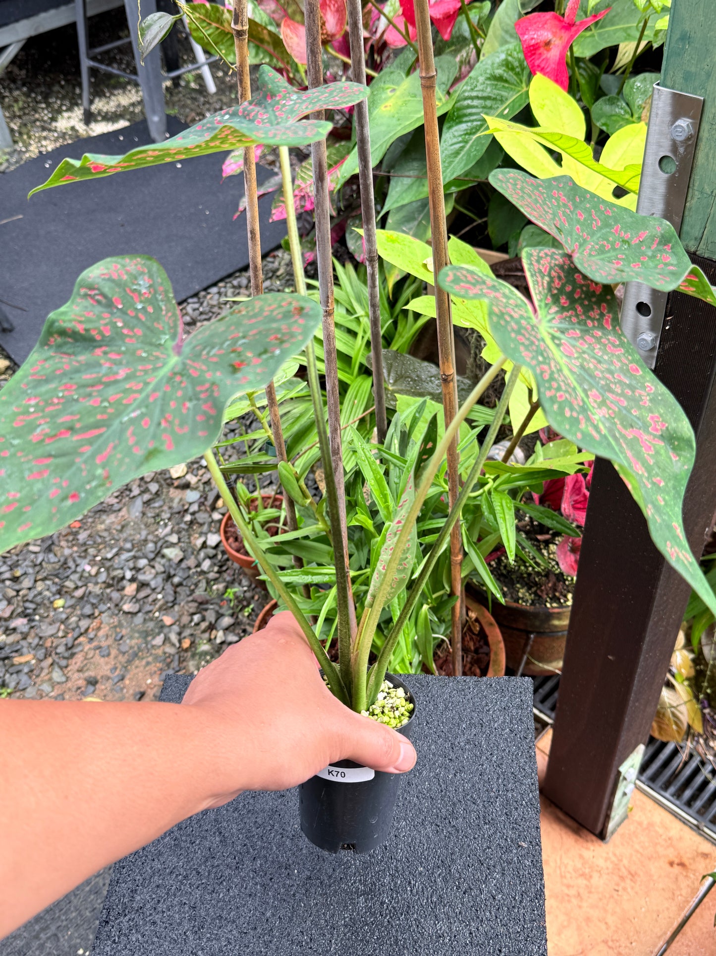 Caladium 'Thousand Stars' K70