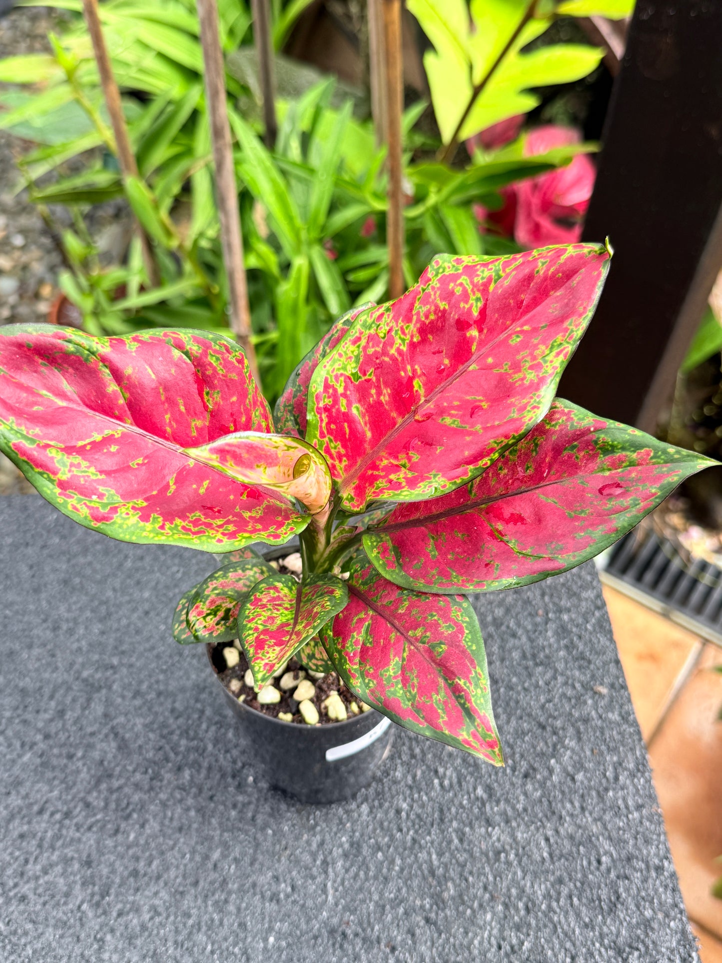 Aglaonema 'Black Maroon' K71