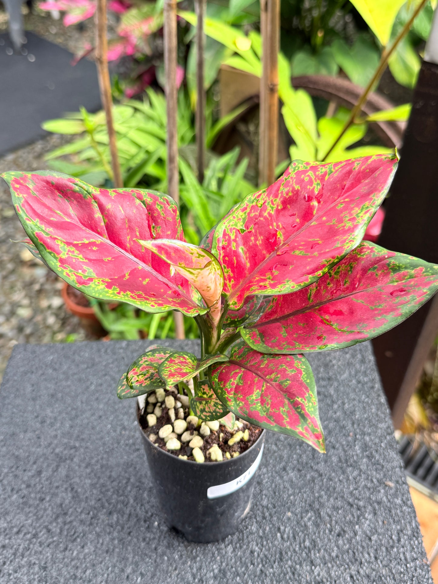 Aglaonema 'Black Maroon' K71
